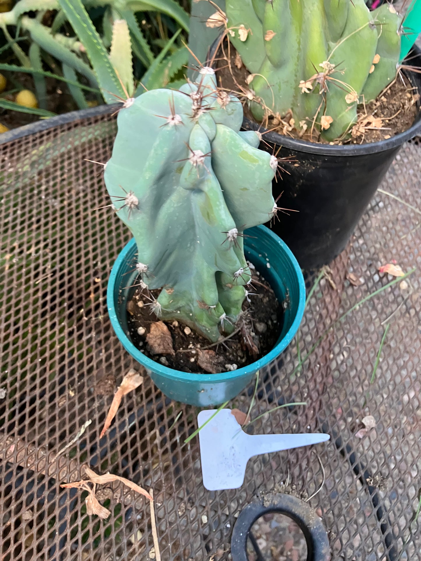 Cereus Peruvianus Monstrose Night Blooming 8”Tall #97Y