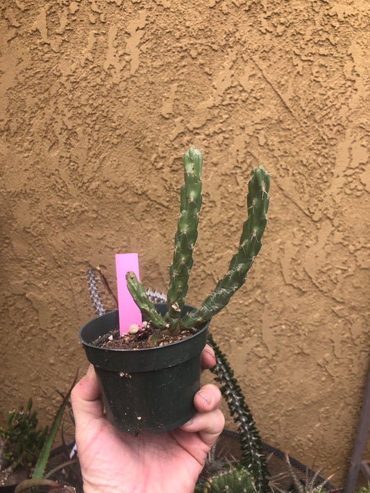 Cholla Cylindropuntia  Buckhorn 6”Tall #60P