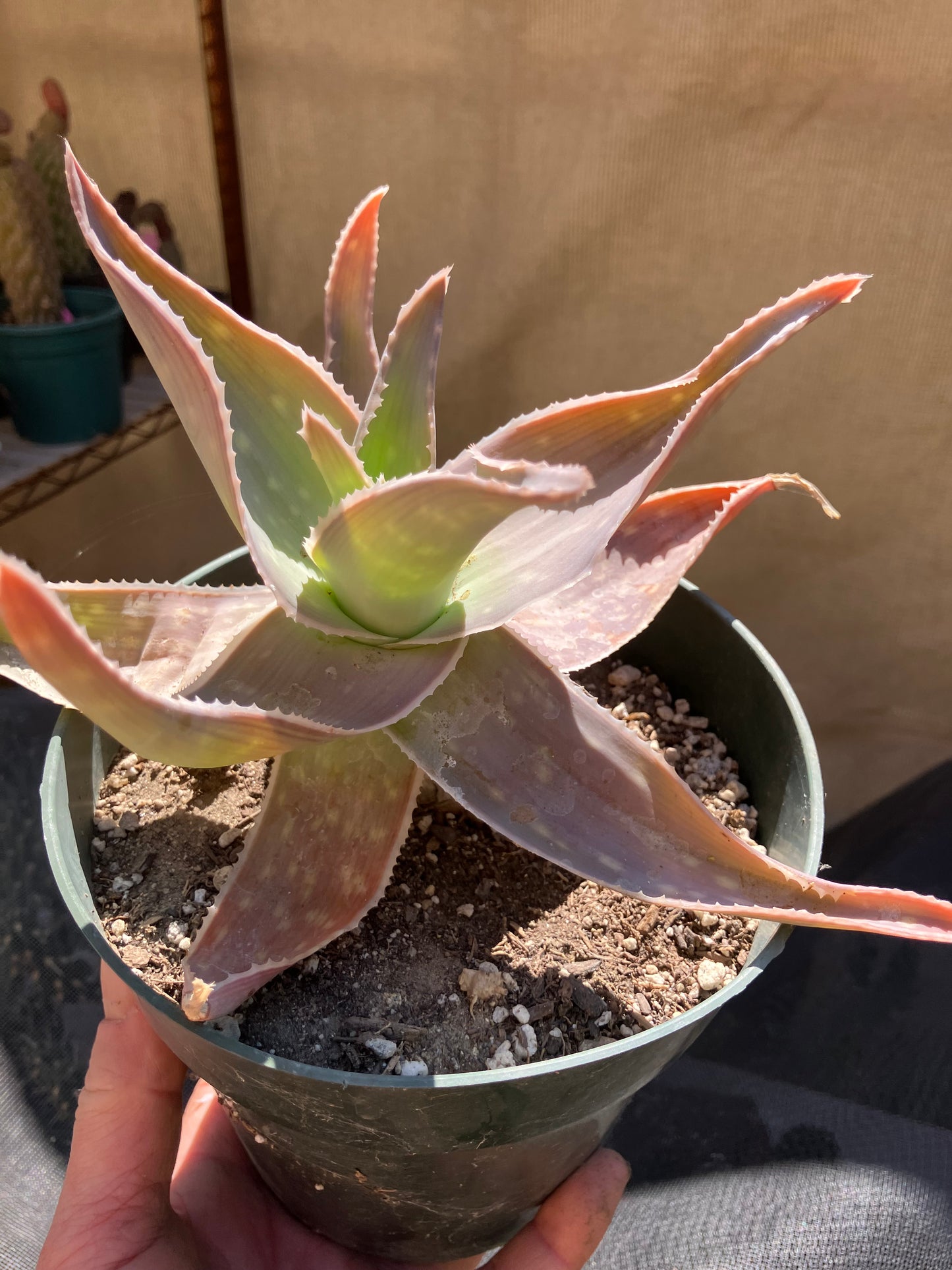 Aloe Striata Coral Aloe  7" Wide #78P