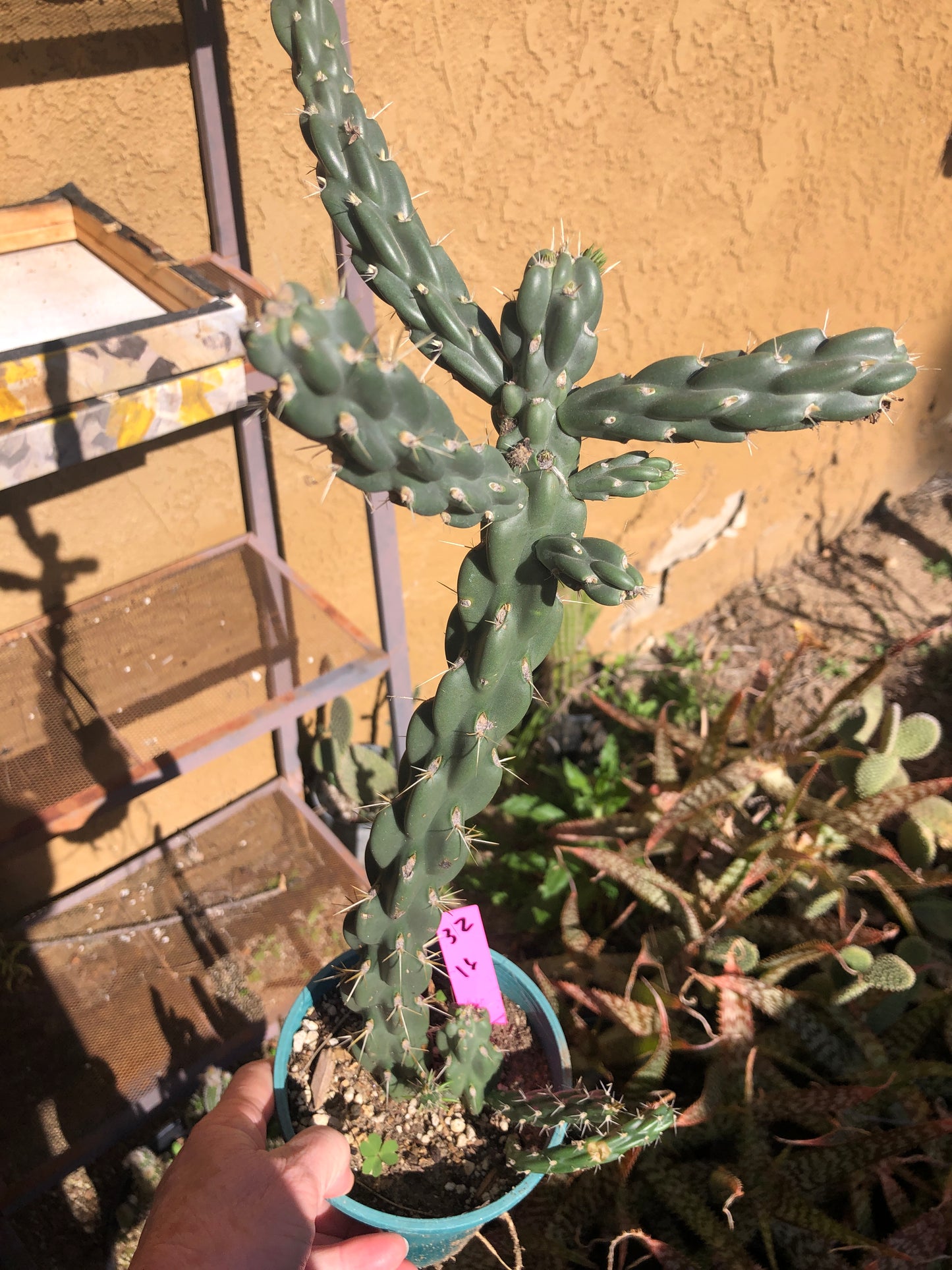 Cholla Cylindropuntia  Buckhorn 16”Tall #32P