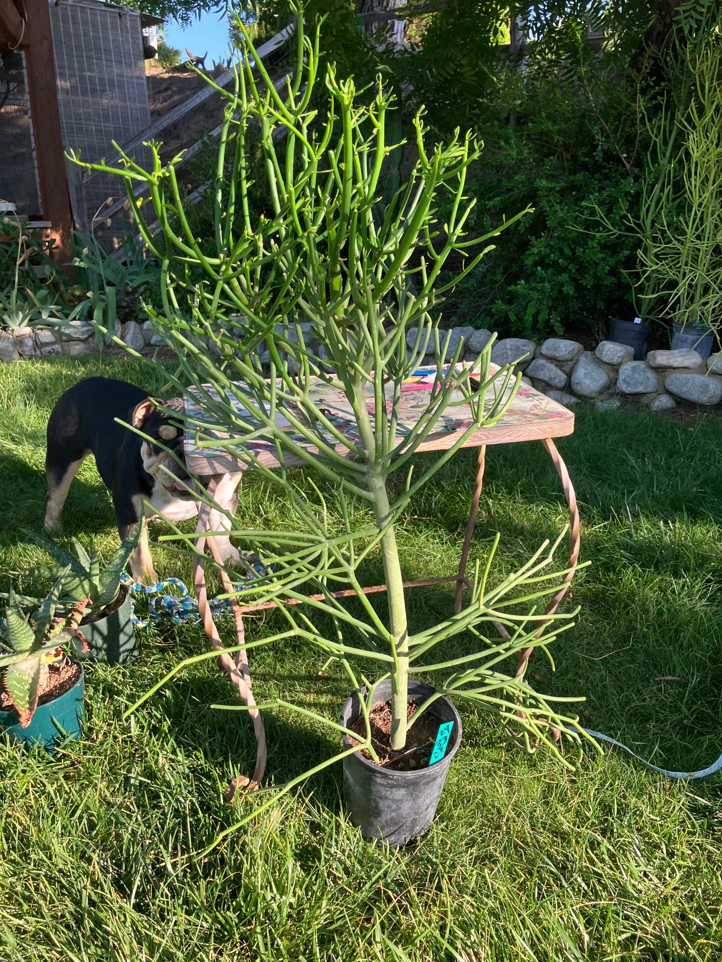 Euphorbia tirucalli Pencil Cactus/Succulent 42"Tall 18"Wide #420W