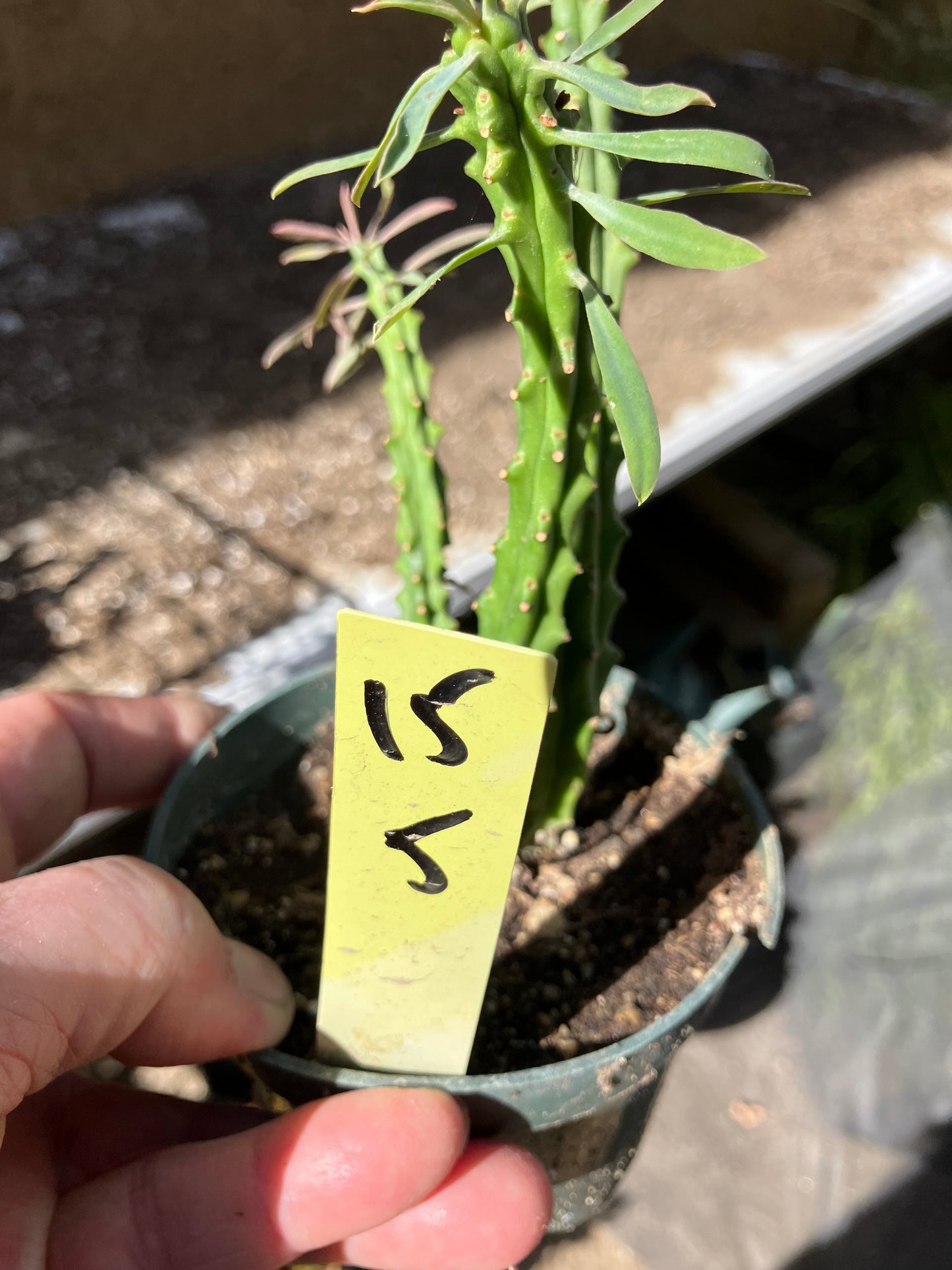 Euphorbia loricata African Palm Tree 5"Tall #15Y