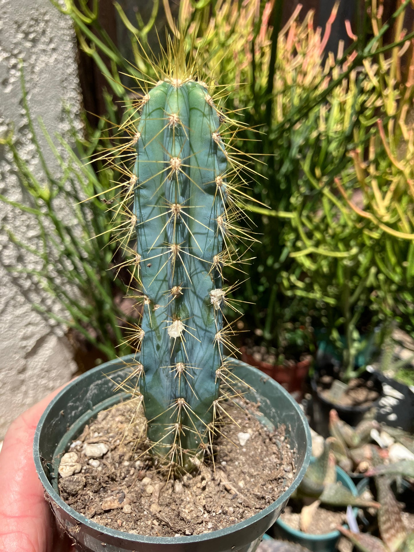 Pilosocereus Blue Azureus Cactus 6"Tall #35G