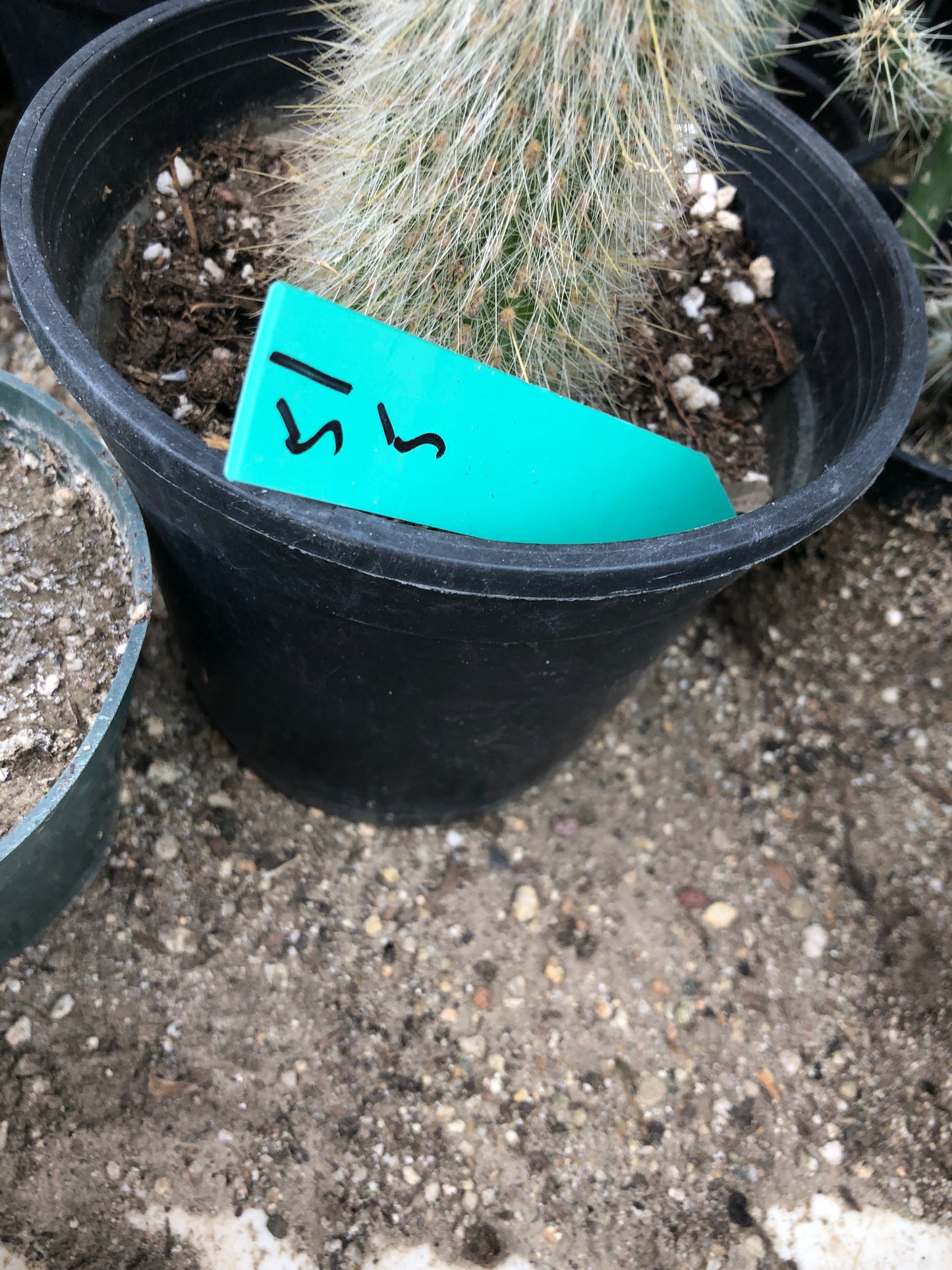 Cleistocactus Strausii Silver Torch Cactus 5”Tall #51G