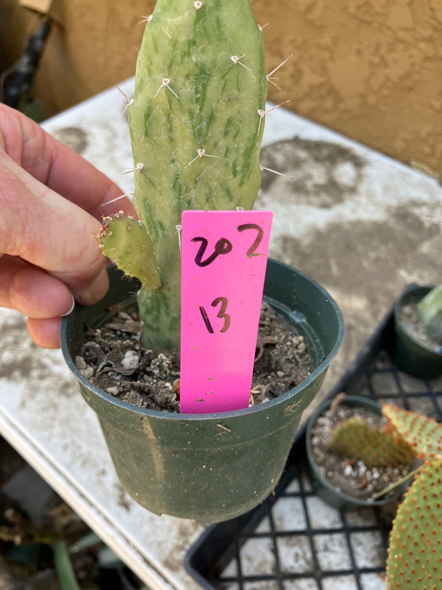 Opuntia monacantha  "Joseph's Coat" Cactus 13"Tall #207P