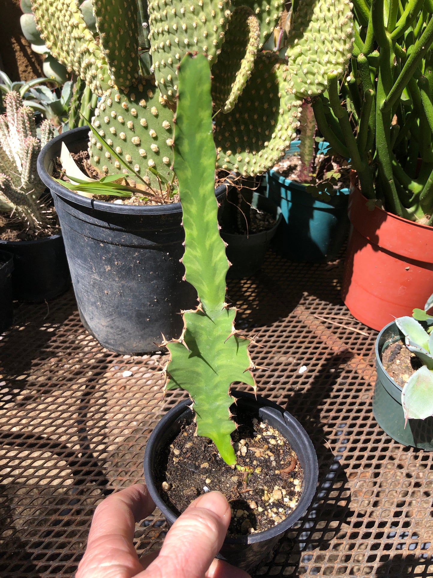 Euphorbia pseudocactus Zig Zag 8”Tall
