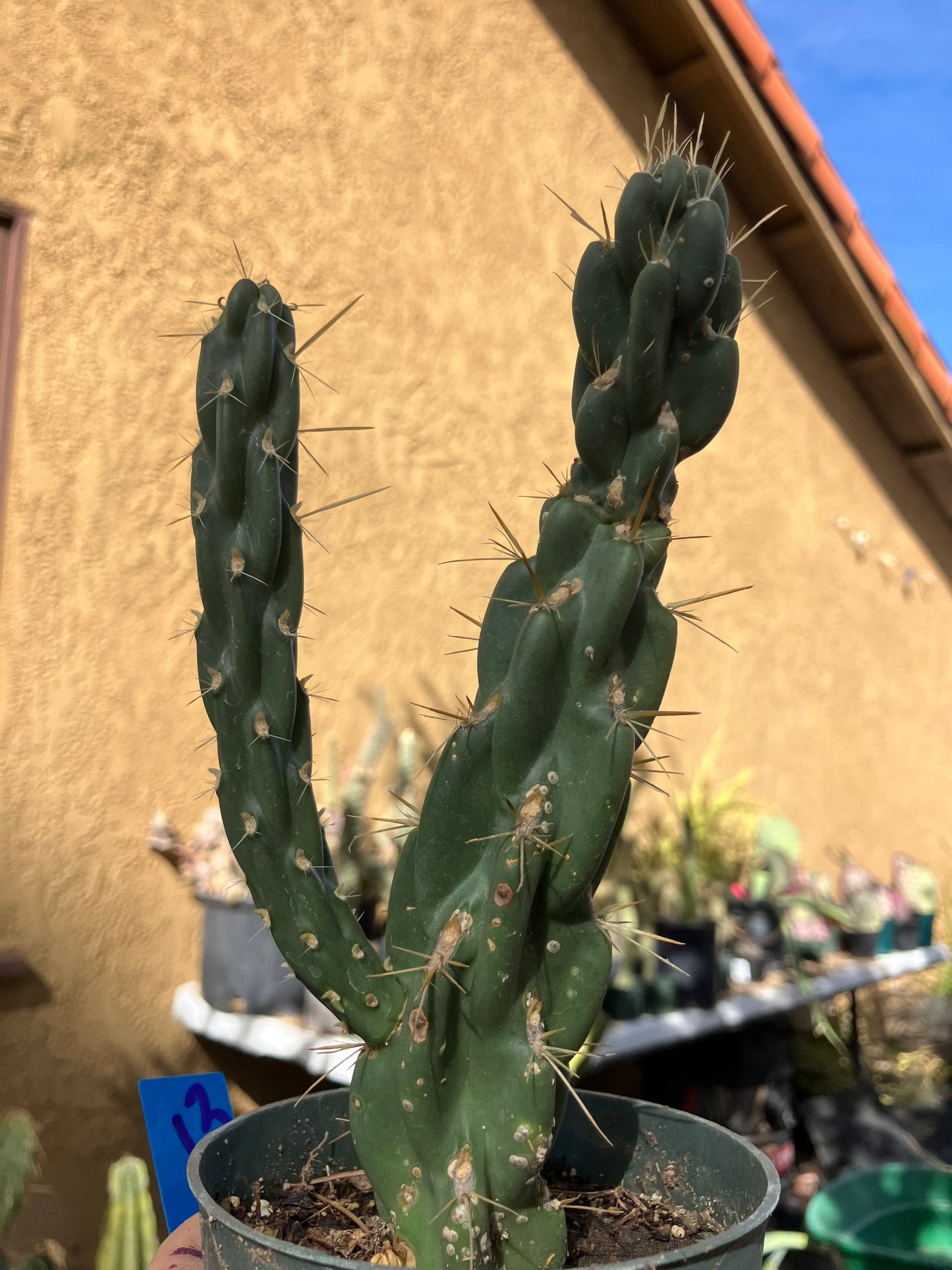 Buckhorn Cholla 7"Tall #13B*