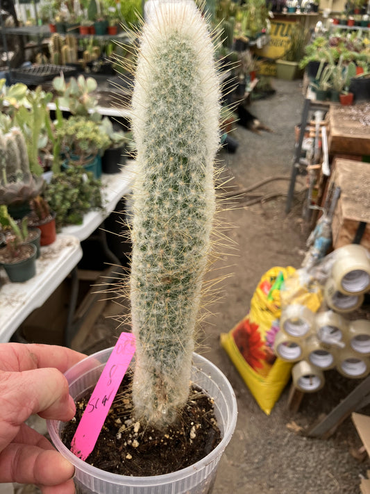 Cleistocactus Strausii Silver Torch Cactus 10”Tall #180P