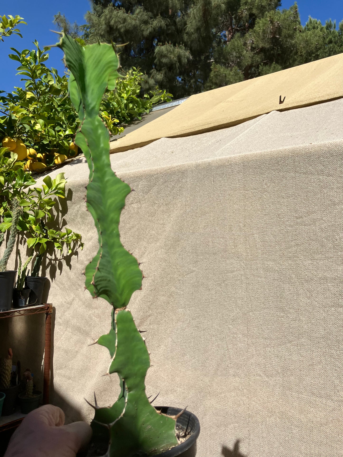 Euphorbia pseudocactus Zig Zag 17”Tall #130Y