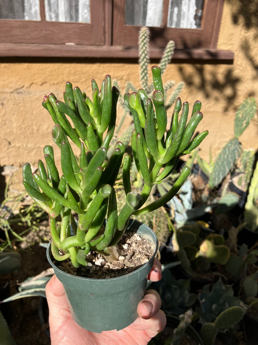 Crassula Gollum Jade Succulent Bonsai Style Living Plant 7”Tall 6"Wide #76P