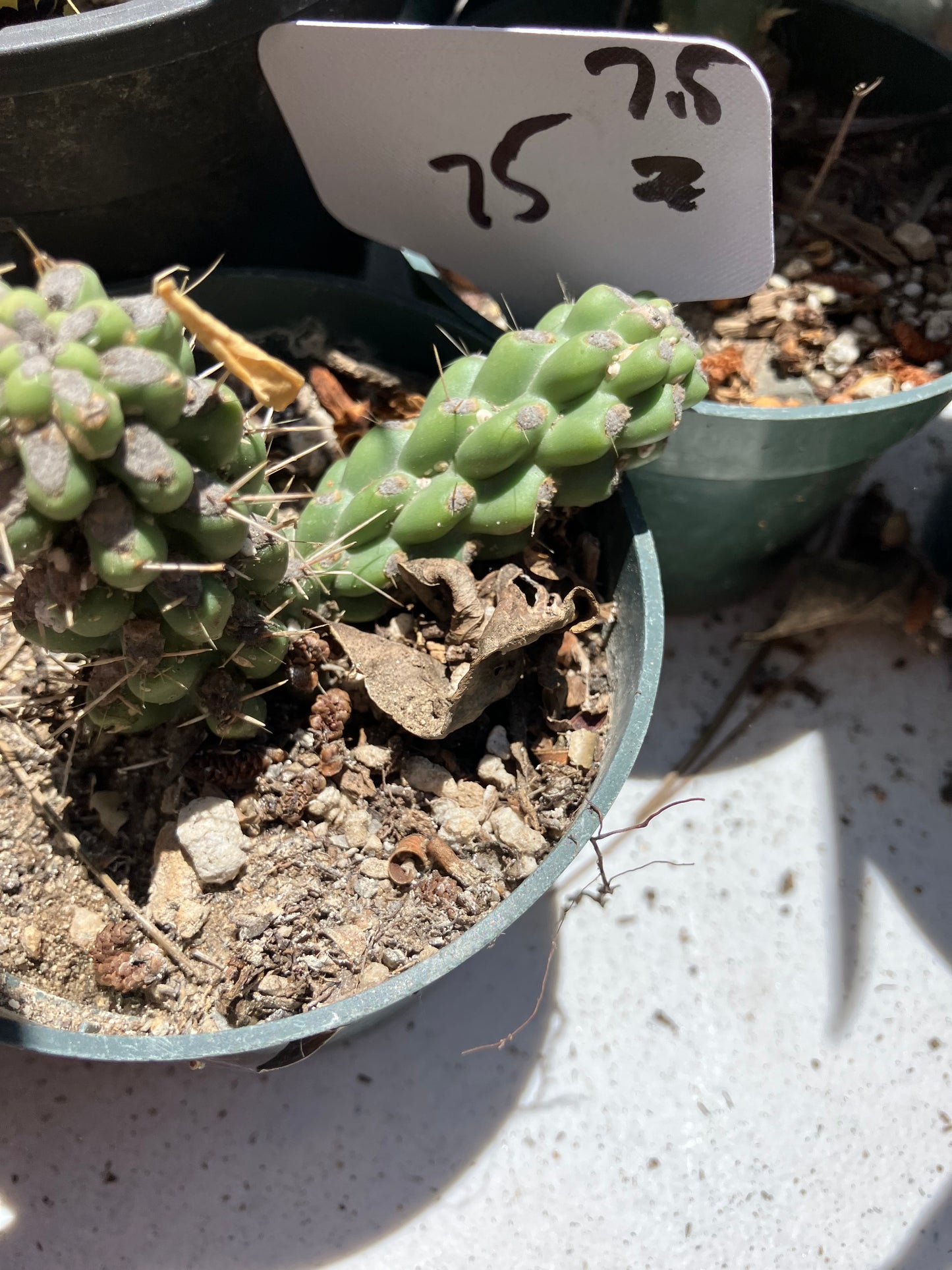 Cholla Cylindropuntia  Buckhorn  Cactus 2”Tall #22W