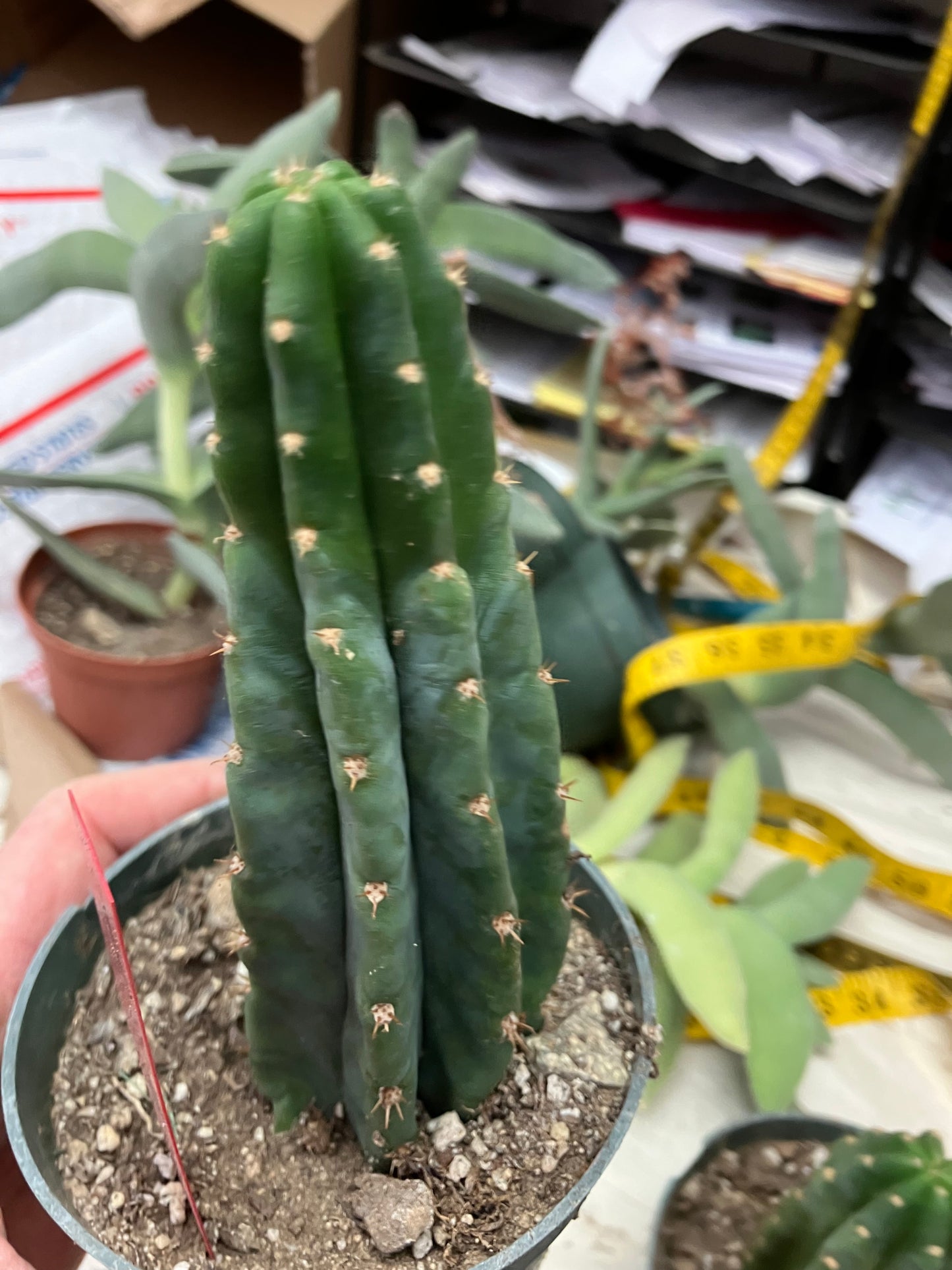 San Pedro Cactus  Trichocereus pachanoi 6"Tall #1R