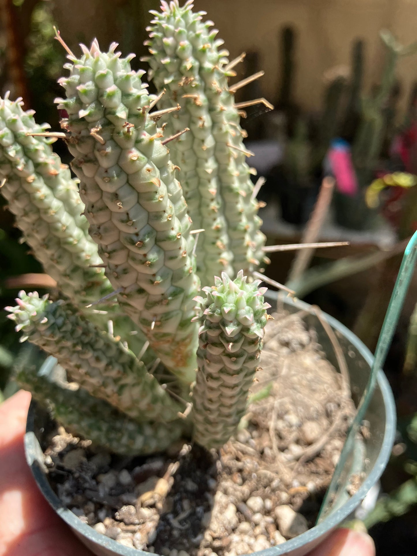 Euphorbia mammillarias Corn Cob 5.5"Tall #050