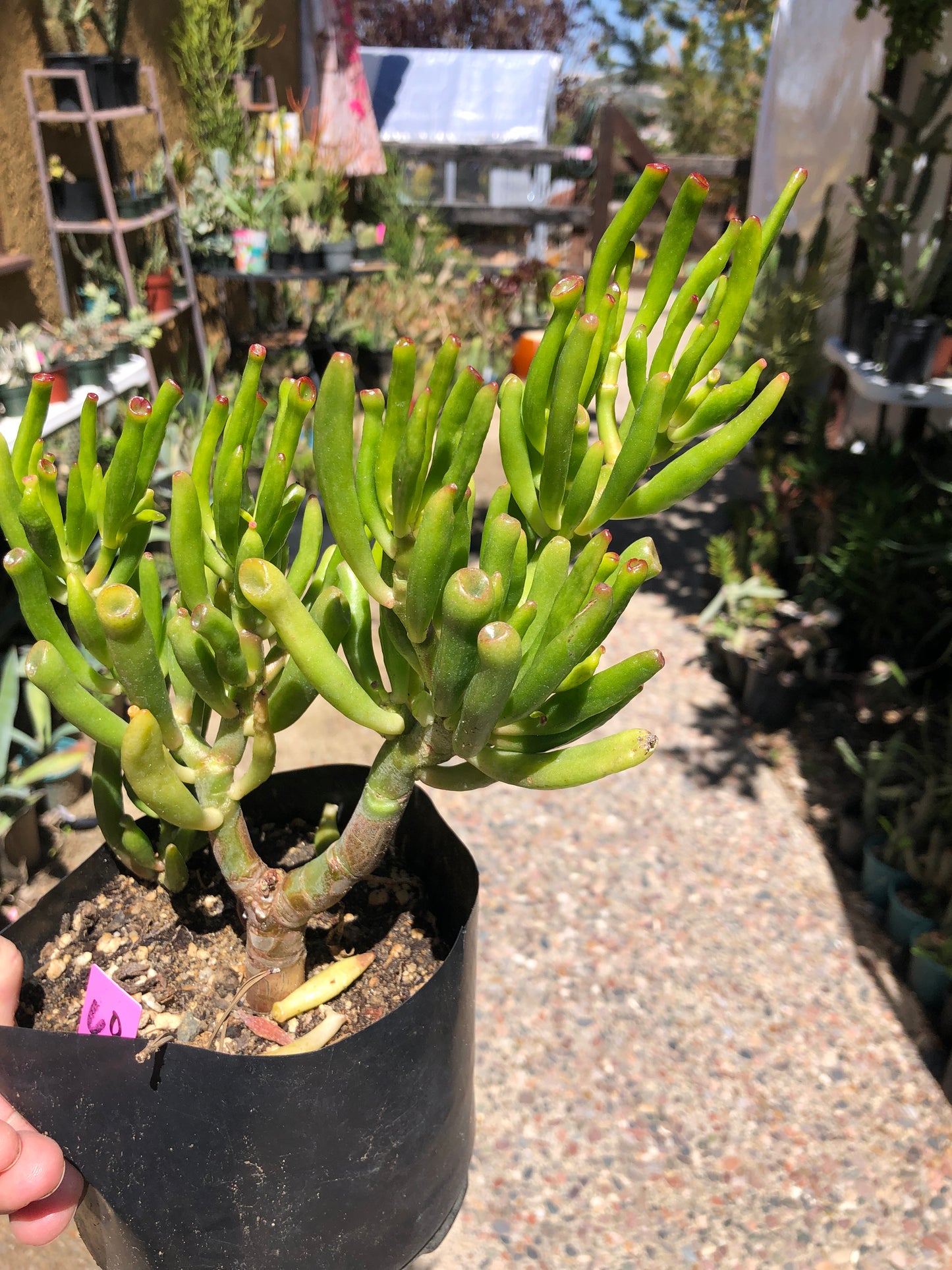 Crassula Gollum Jade Succulent Bonsai Style Living Plant 6”Tall #60P