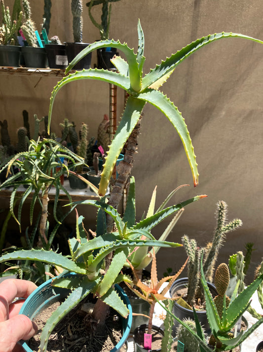 Aloe arborescens "Torch Aloe" 6 Year Old Living Plant Well Rooted 9" Tall #988P
