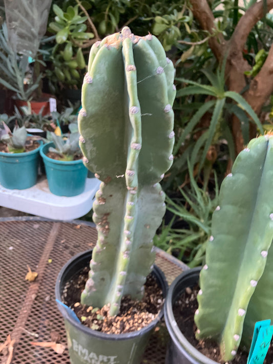 Cereus Peruvianus Night Blooming 15"Tall #151B