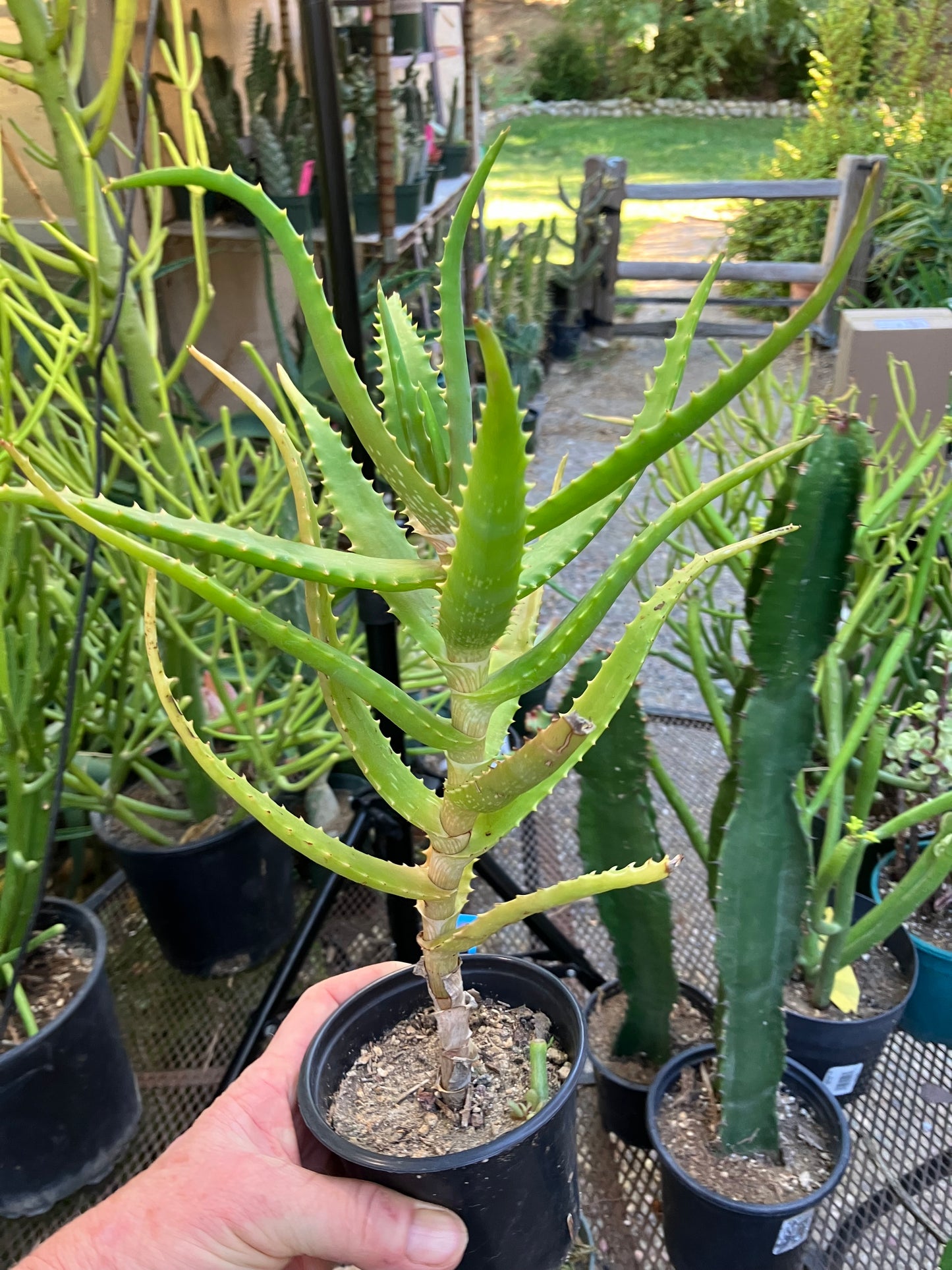 Aloe congolensis Congo Hybrid 13”Tall #93B