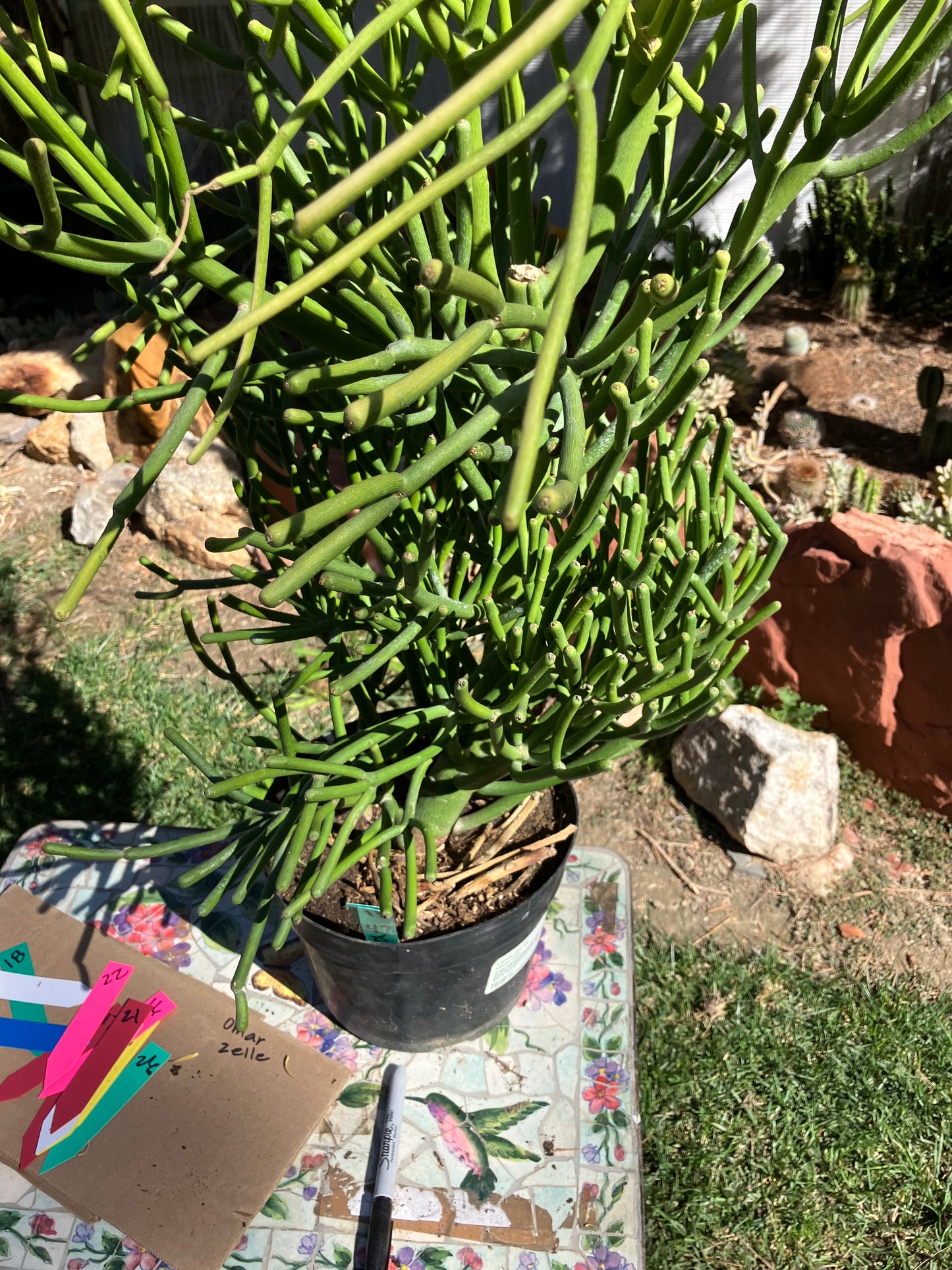 Euphorbia tirucalli Fire Stick Cactus/Succulent 47"Tall 25"Wide #13G