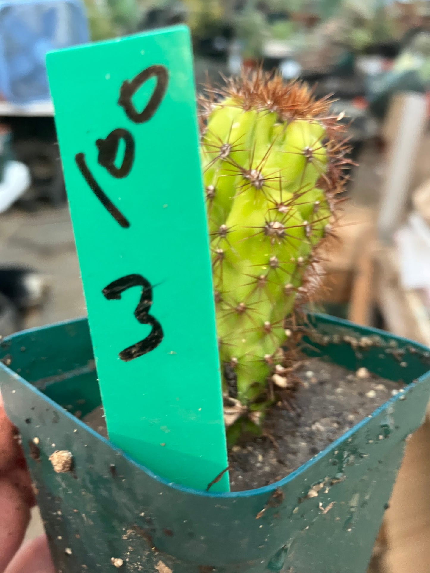 Cereus Peruvianus Monstrose "Rojo" 3” Tall #100G