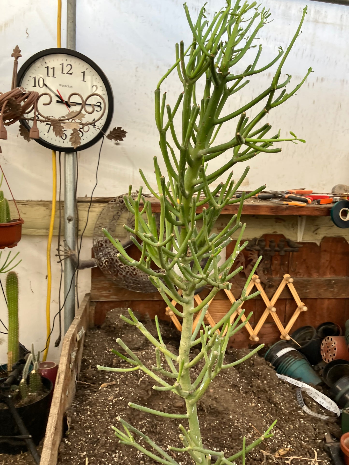 Euphorbia tirucalli Fire Stick 36"Tall 11"Wide #7G