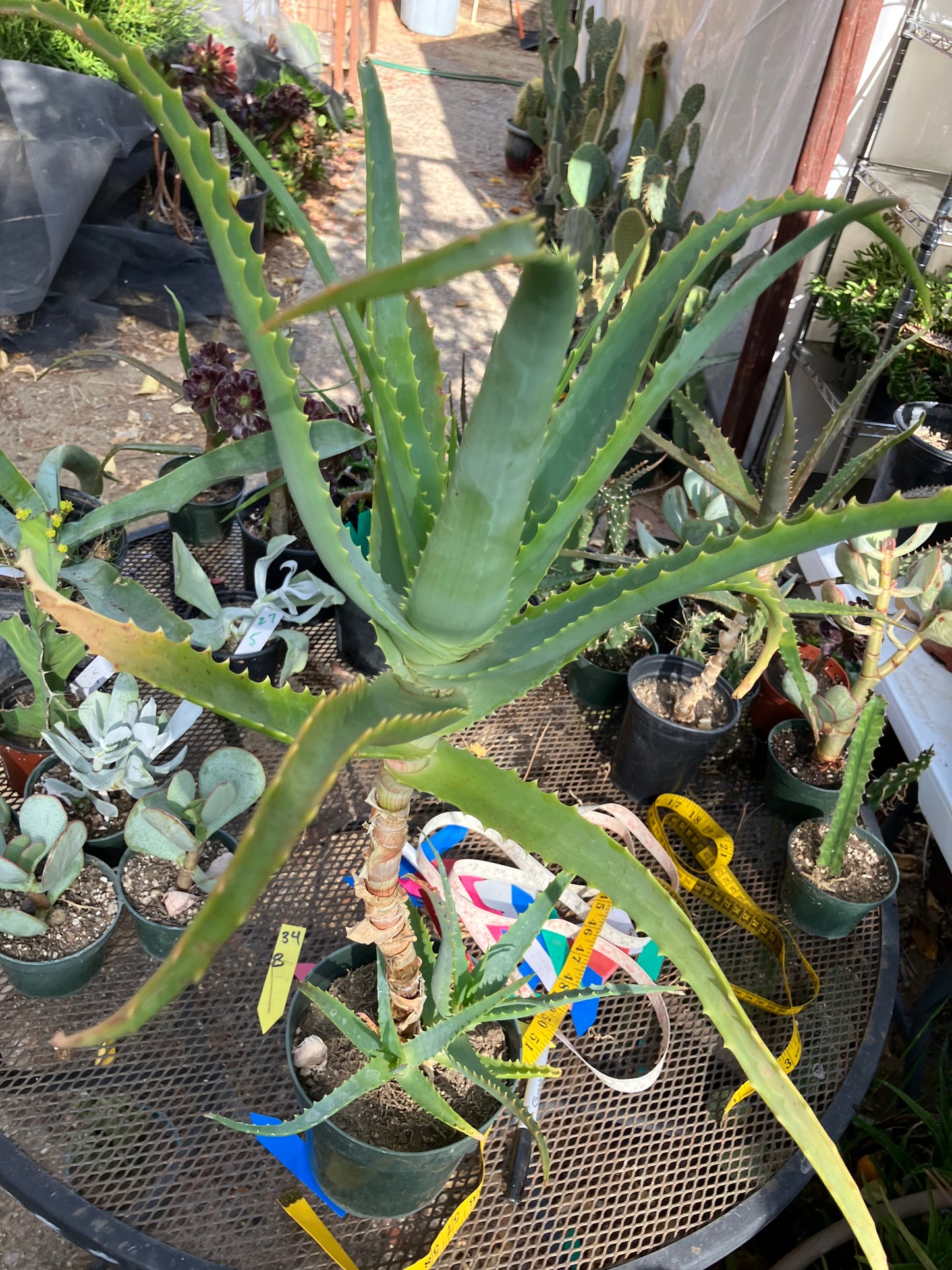 Aloe arborescens Torch Aloe 23"Tall 6Yr Old Succulent Plant #136R