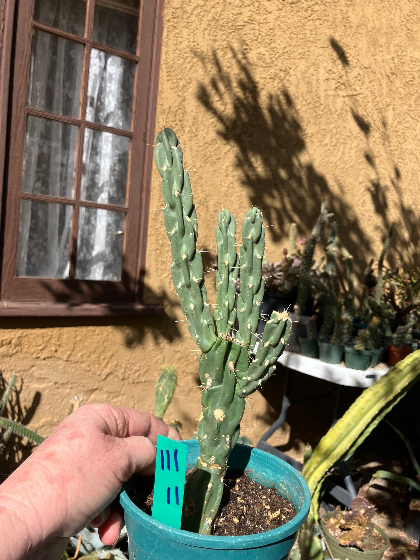 Cholla Cylindropuntia  Buckhorn  Cactus 11”Tall #111g