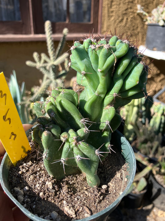 Cereus Peruvianus Monstrose Night Blooming 5"Tall 3" Wide #53Y