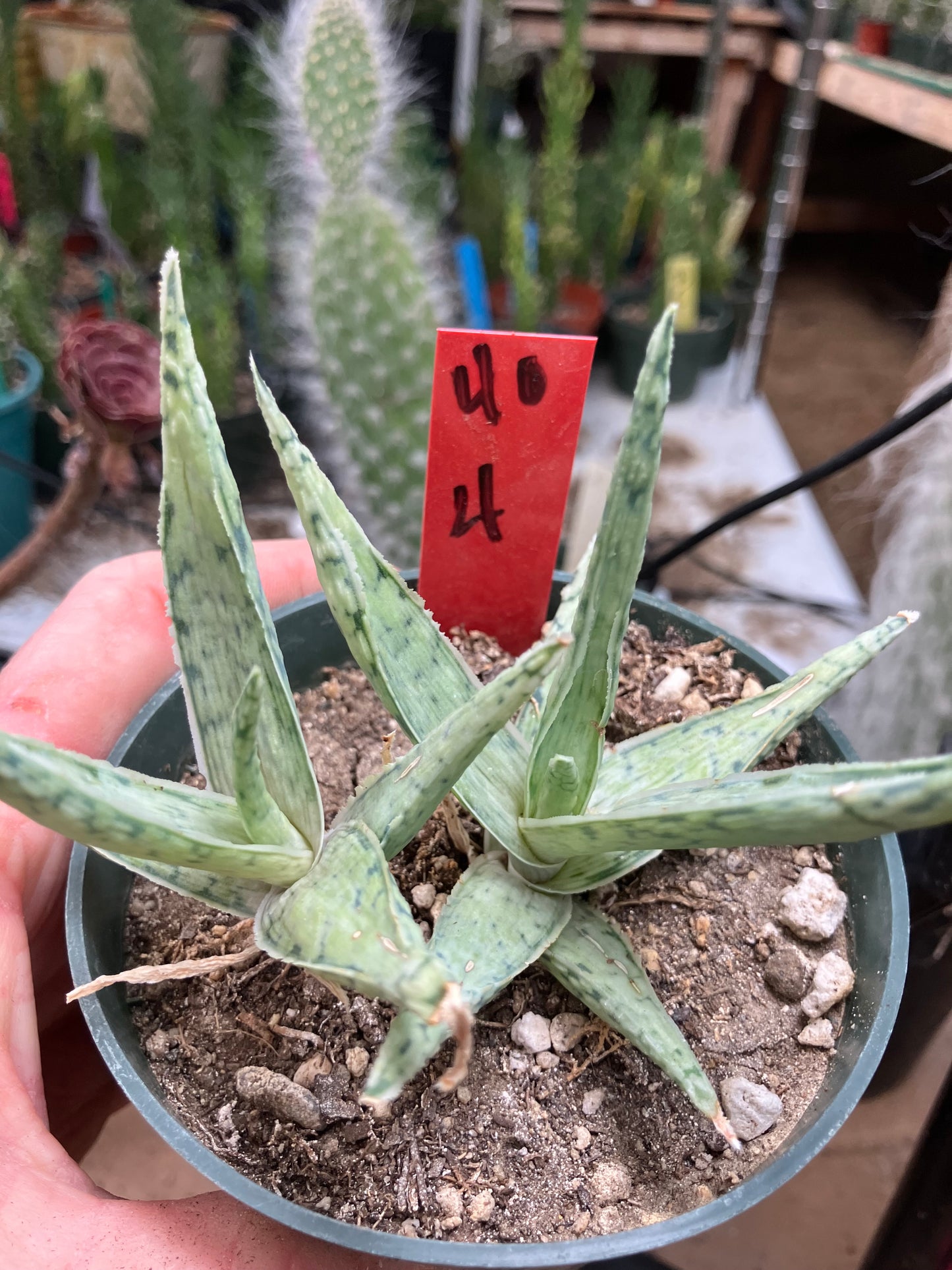 Aloe Hybrid Snow Drift Succulent 4”Wide #40R