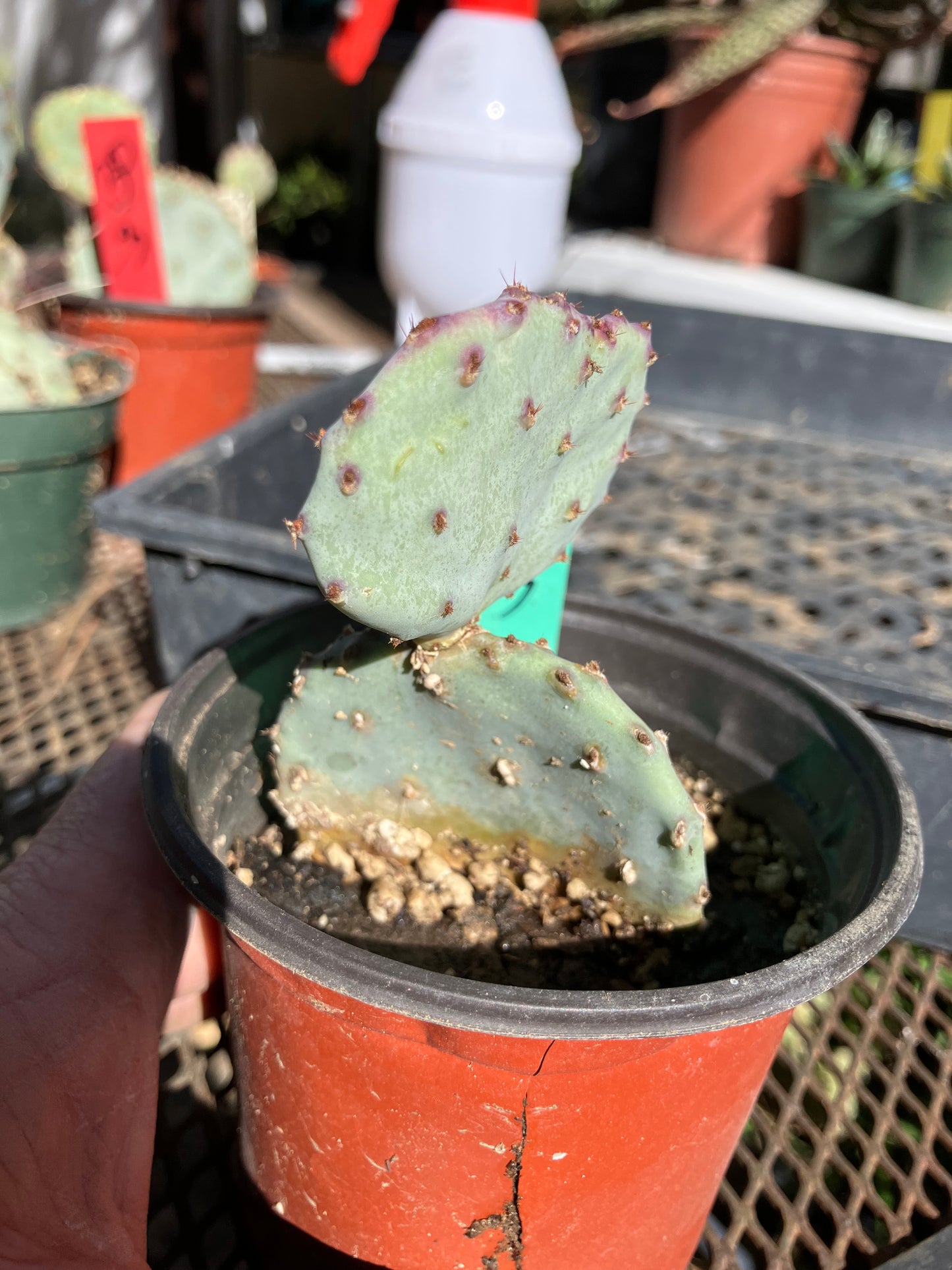 Opuntia Santa Rita Purple Prickly Pear 3”Tall #31G