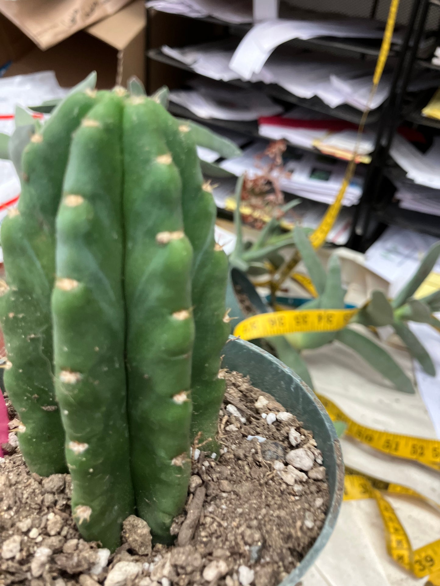 San Pedro Cactus  Trichocereus pachanoi 4"Tall #2P