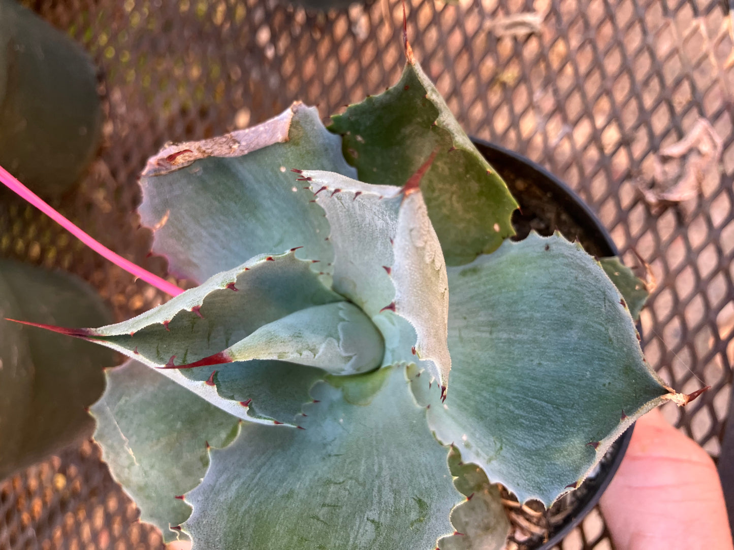 Agave Confederate Rose 4" Wide #041P