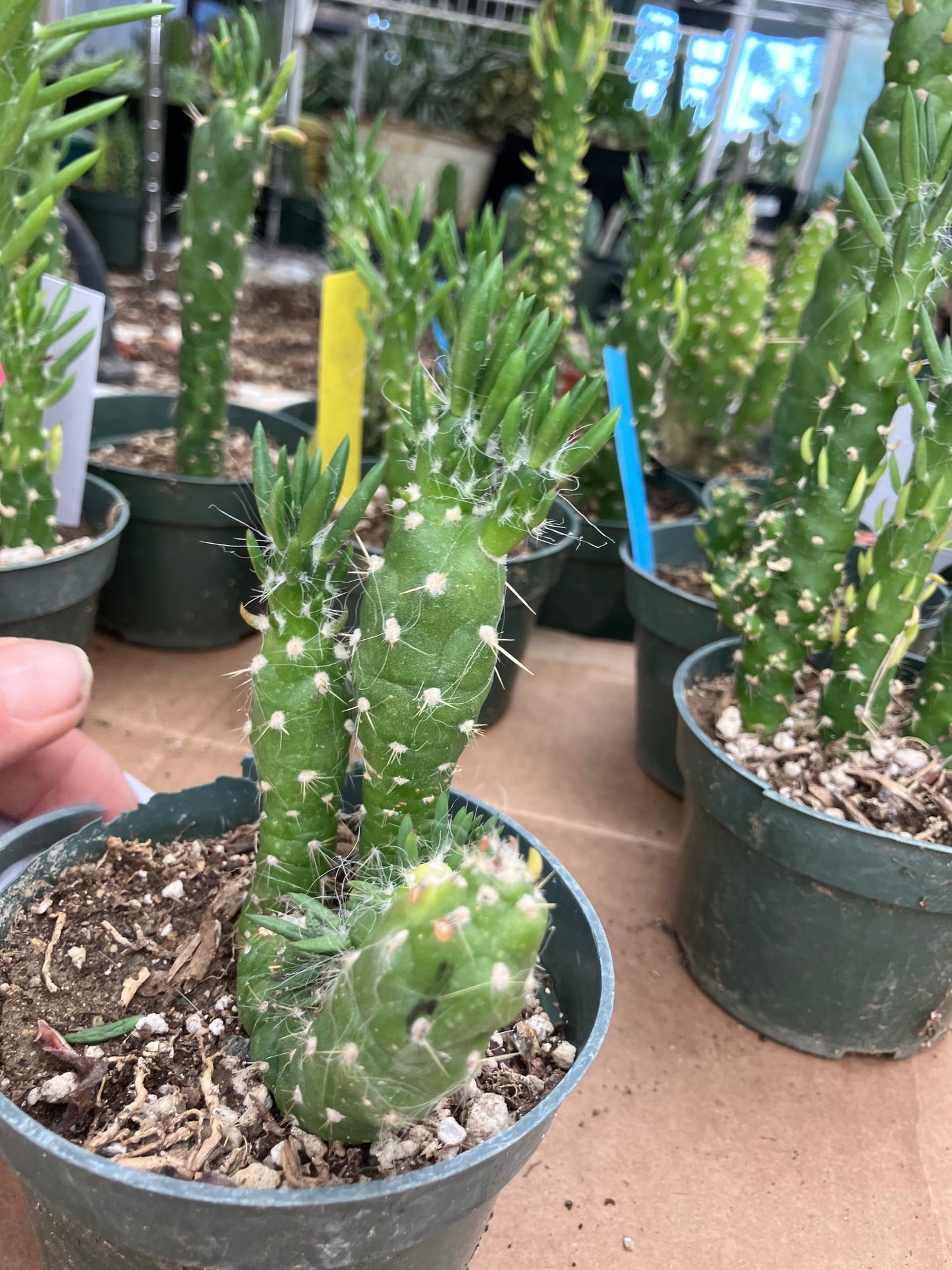 Austrocylindropuntia Cactus Gumbi Mini Eve's Needle 4"Tall #444W