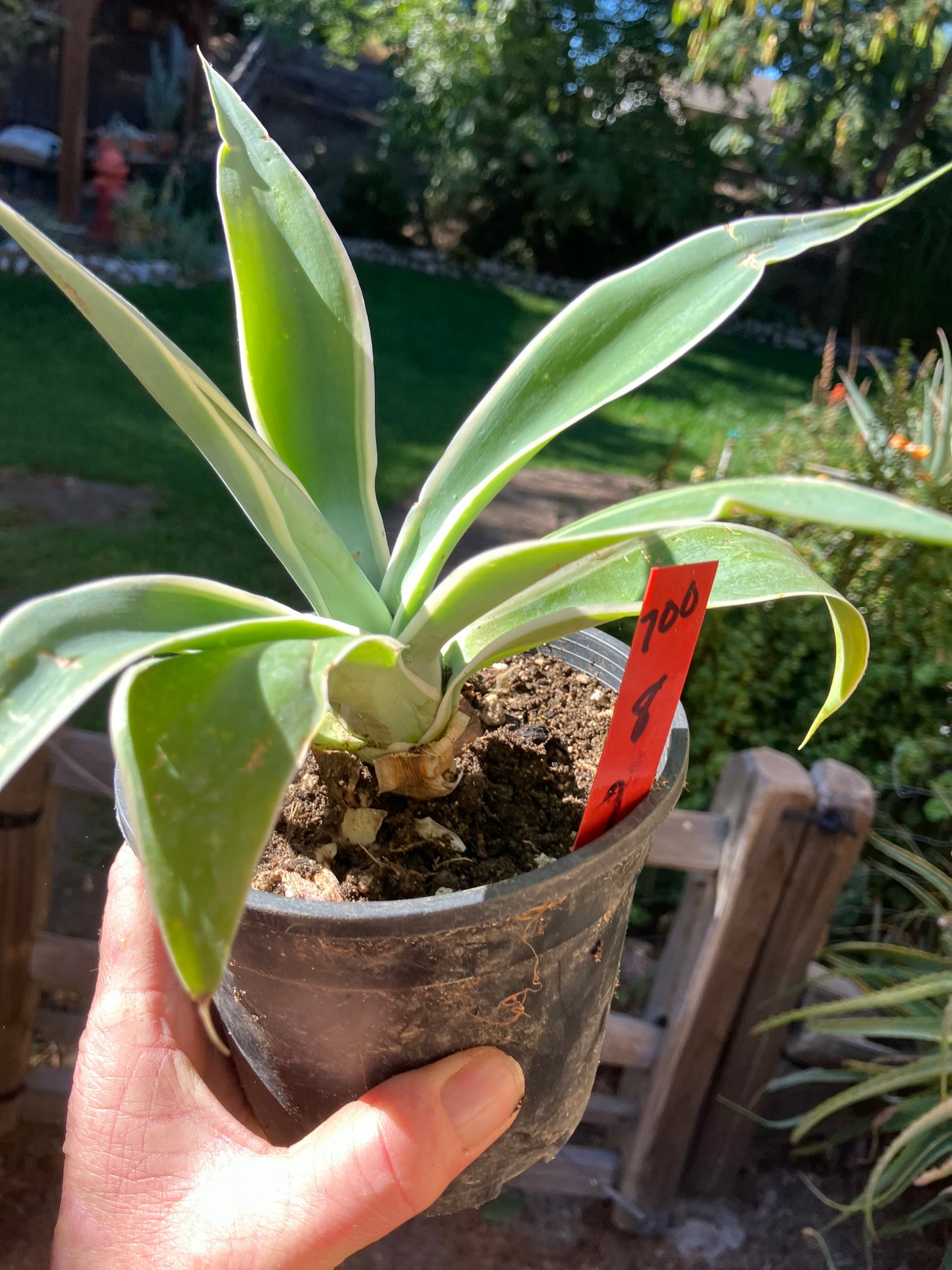 Agave~ Fox Tail Agave Attenuata  variegated 8" Tall 7"Wide #700R