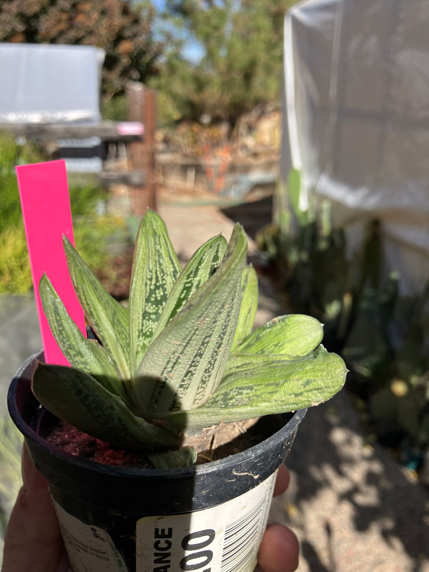 Gasteria Succulent Little Warty 7”Wide #31P