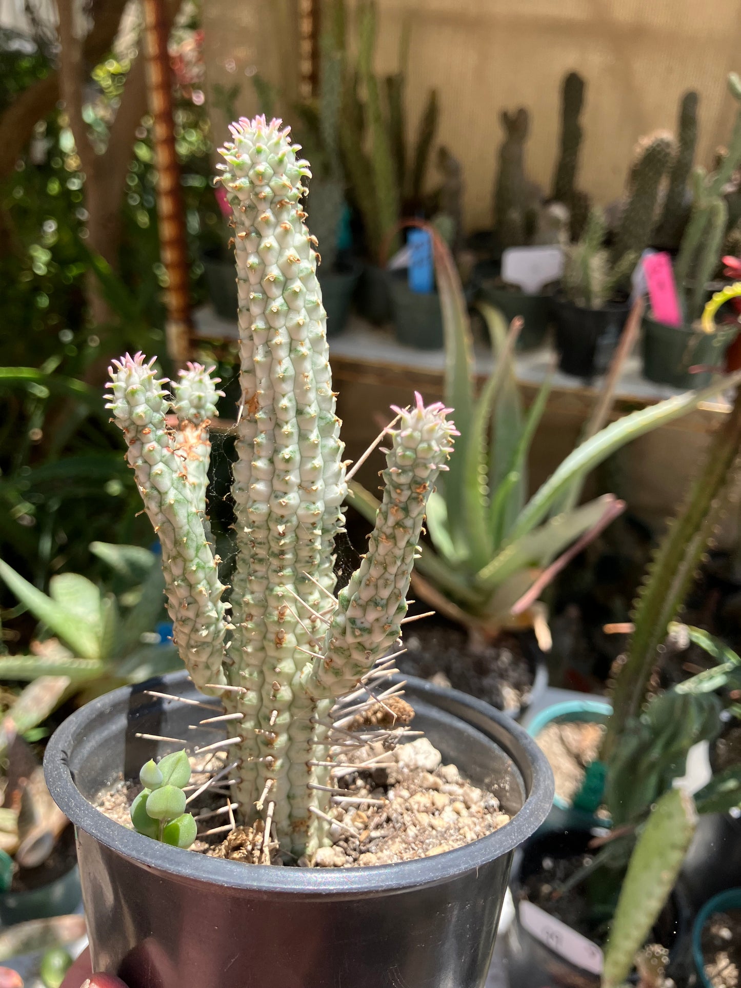 Euphorbia mammillarias  Corn Cob 6"Tall #66W