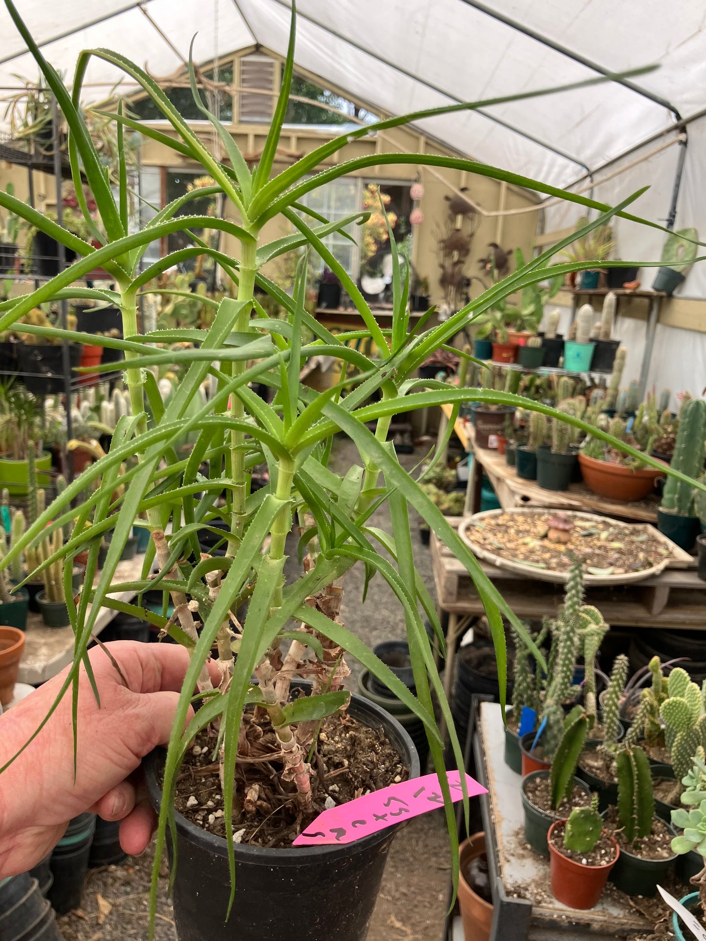 Aloe Ciliaris Climbing Succulent 12”Tall 5"Wide #12P