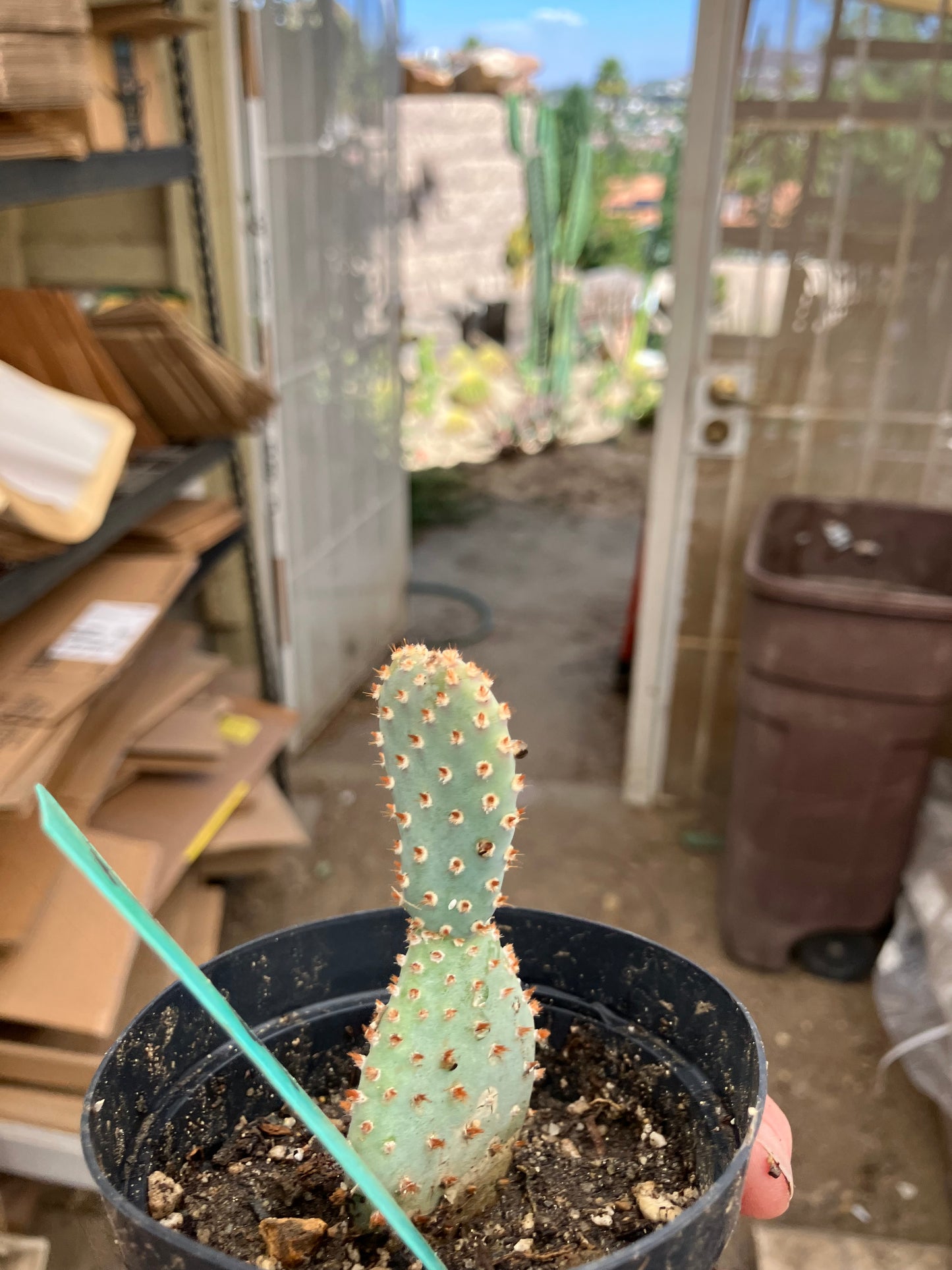 Opuntia Basilaris Beavertail Cactus 3"Tall #73G