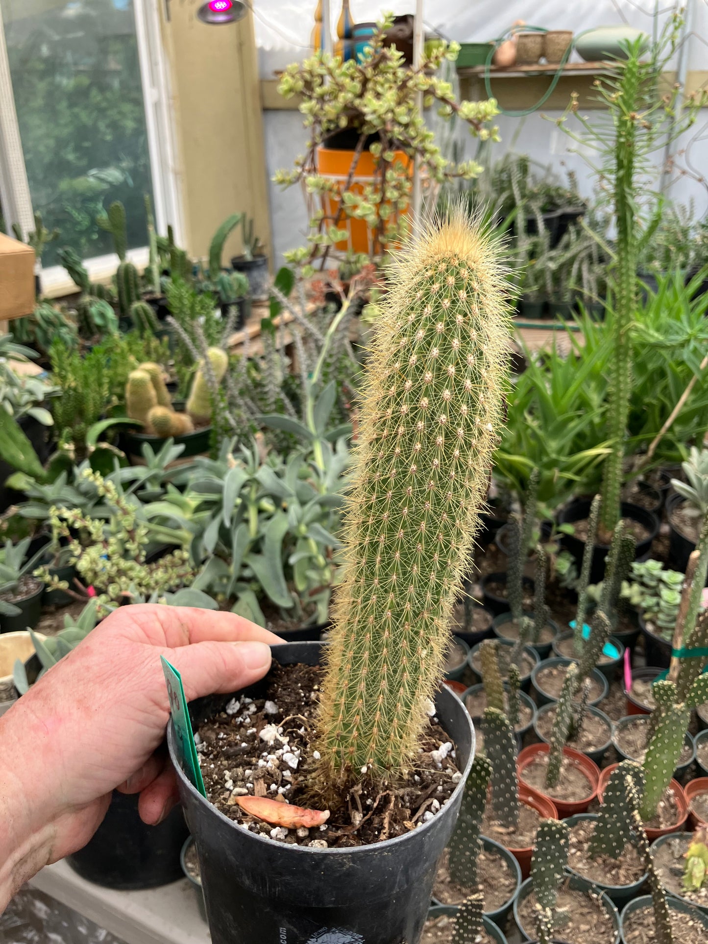 Cleistocactus hyalacanthus Cactus Columnar 9”Tall #90G