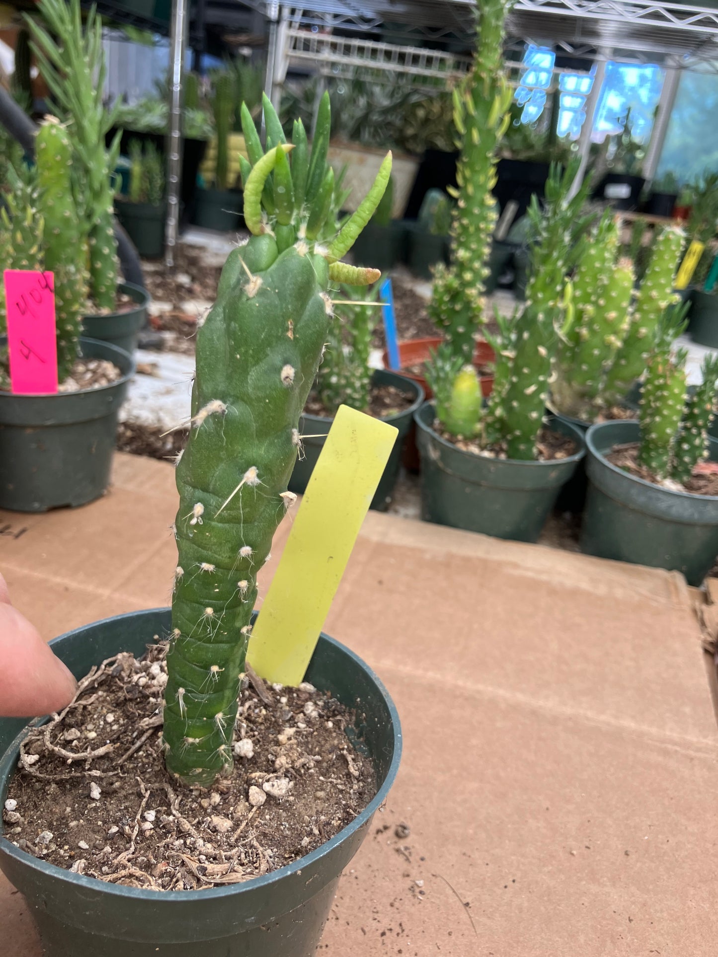 Austrocylindropuntia Cactus Gumbi Mini Eve's Needle 5"Tall #50Y