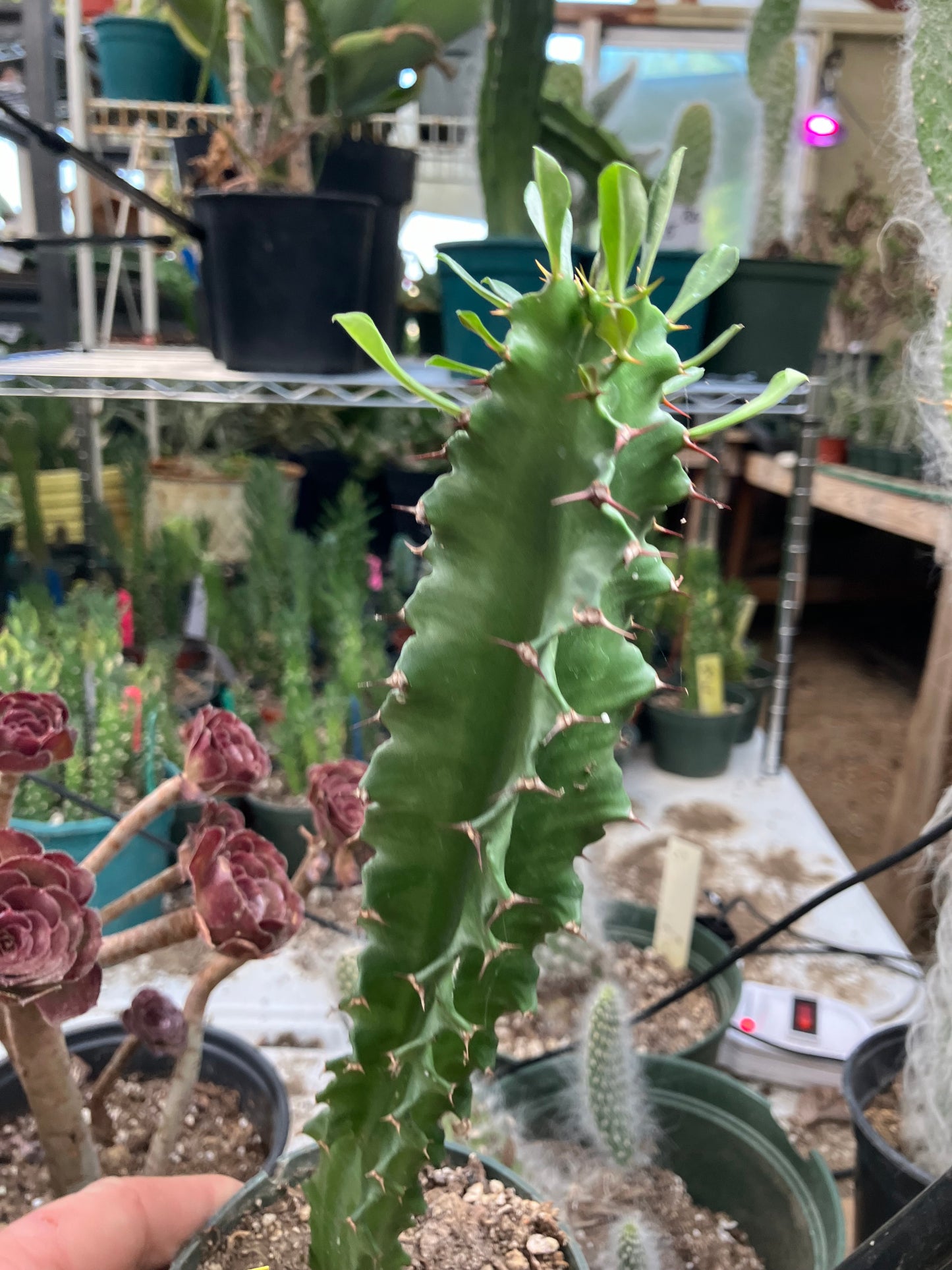 Euphorbia ingens Candelabra Tree Chocolate Drop 10”Tall #111Y