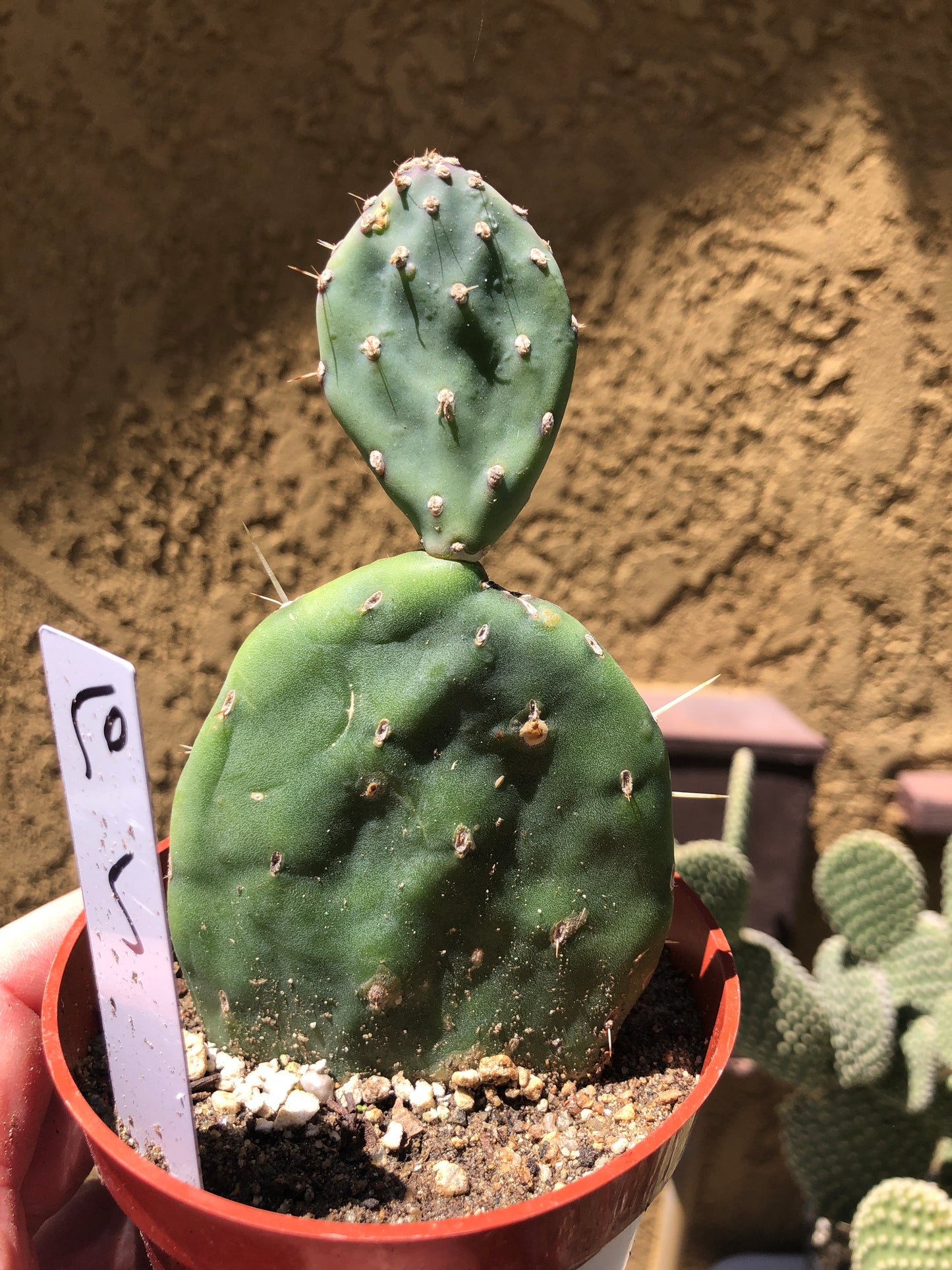 Opuntia Red Buttons Cactus 5" Tall #50W