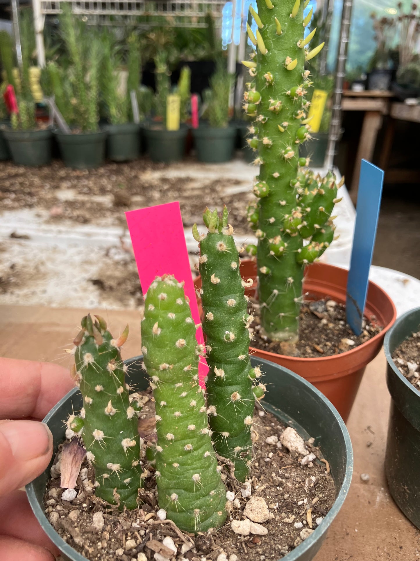 Austrocylindropuntia Cactus Gumbi Mini Eve's Needle 3"Tall #12P