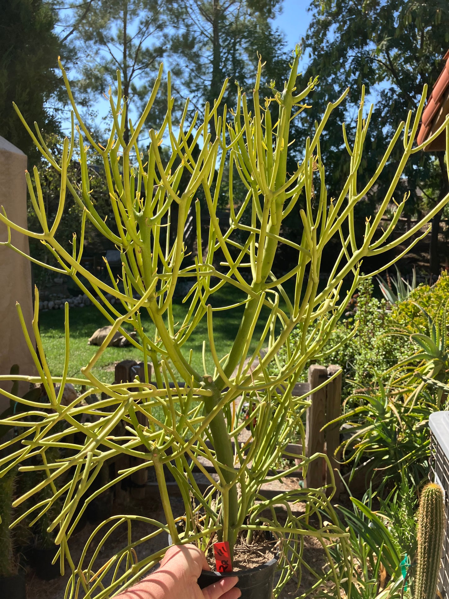 Euphorbia tirucalli Pencil Cactus/Succulent 29"Tall 22"Wide #111R