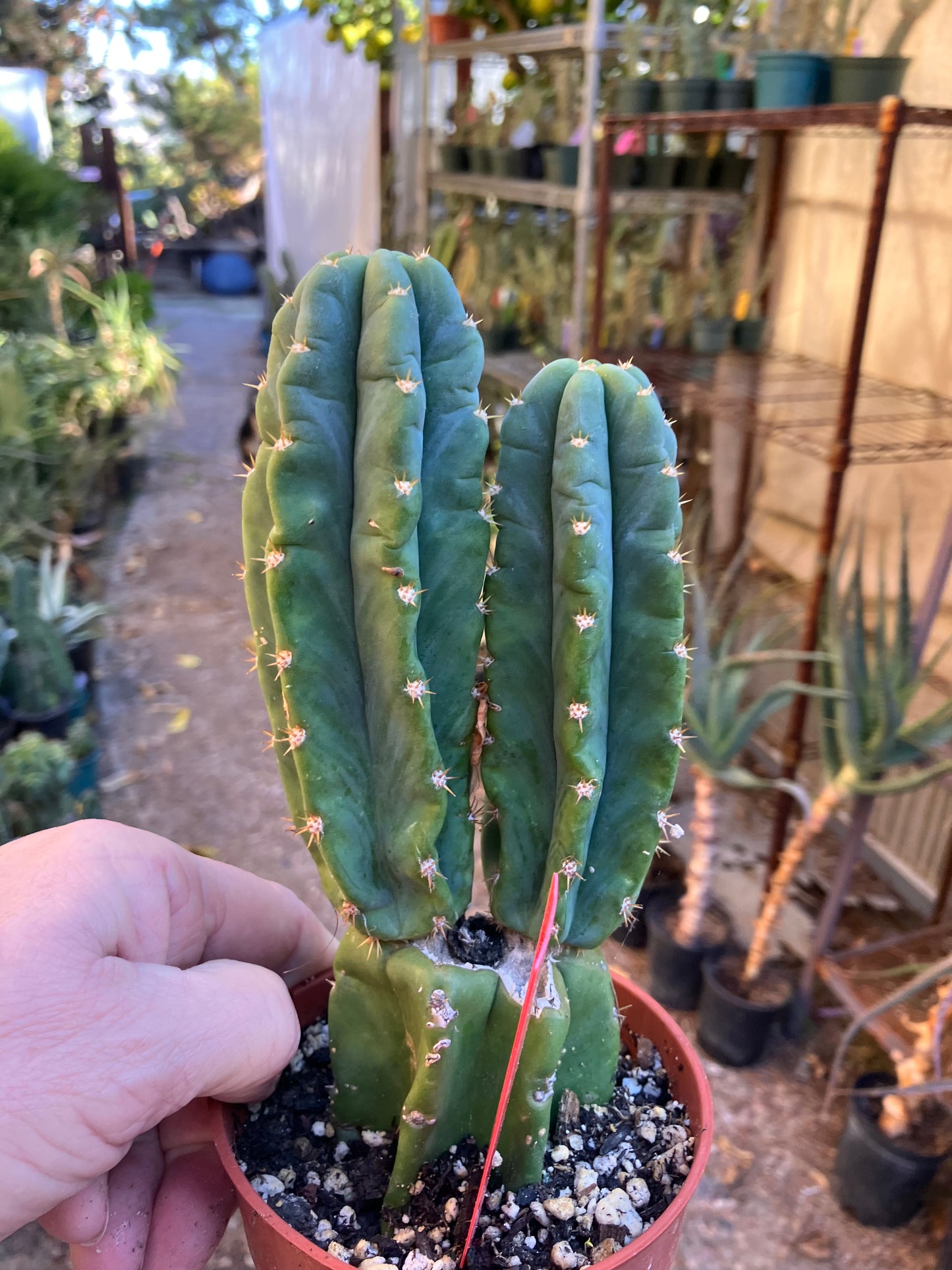 San Pedro Cactus - Trichocereus pachanoi 7"Tall #18R
