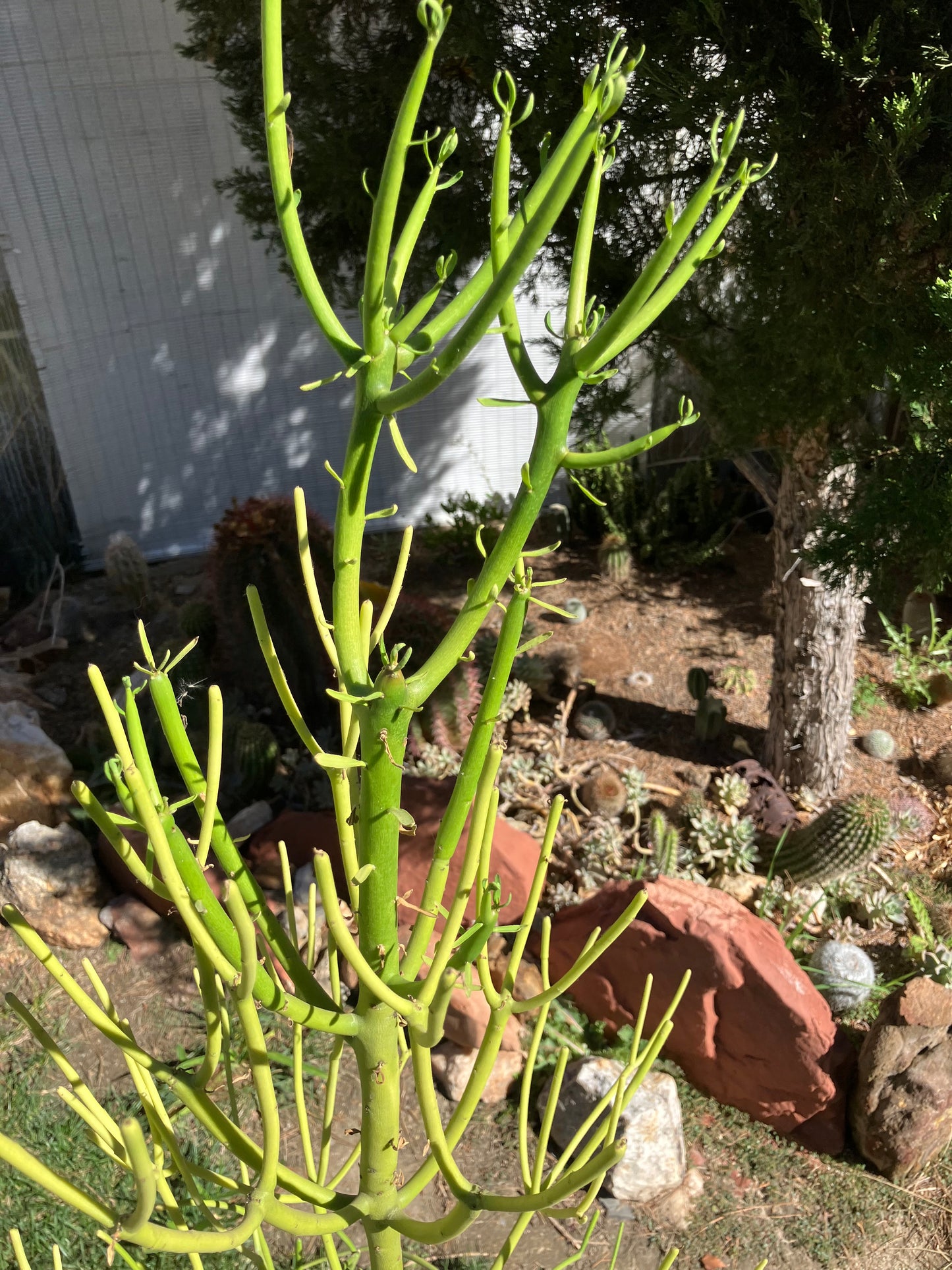 Euphorbia tirucalli Pencil Cactus/Succulent 46"Tall 18"Wide #27G