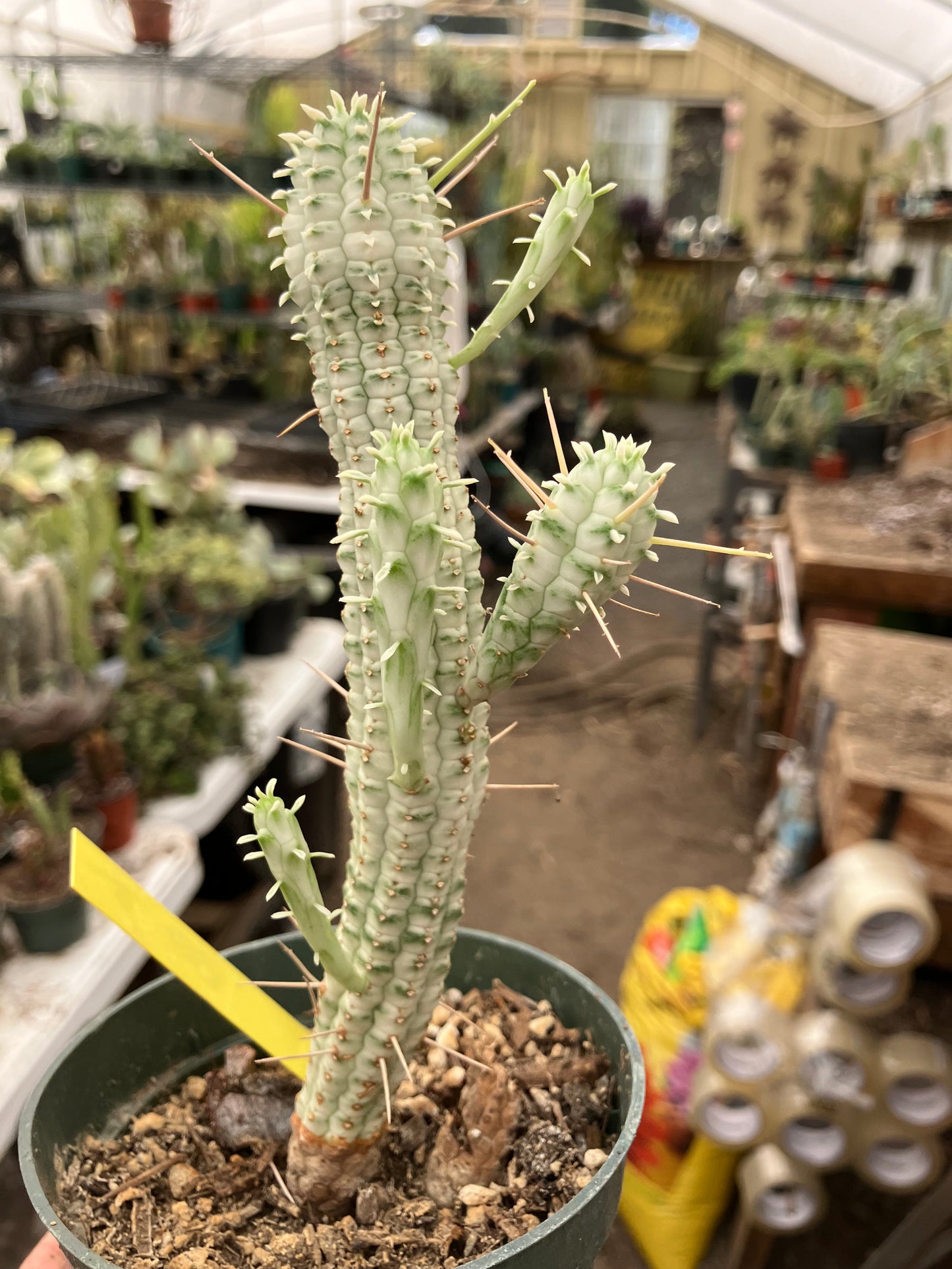 Euphorbia mammillarias variegata Corn Cob 8"Tall #6Y