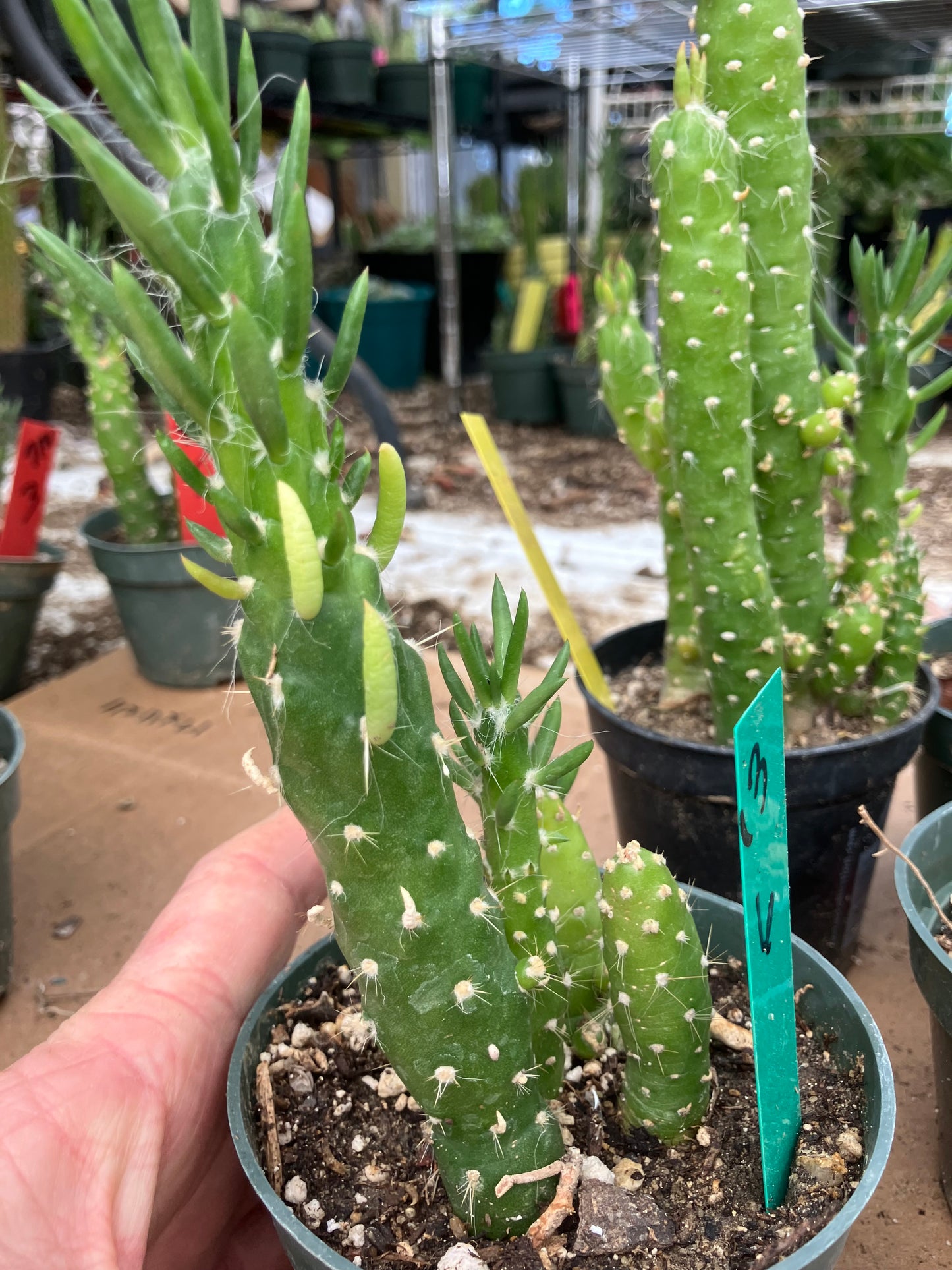 Austrocylindropuntia Cactus Gumbi Mini Eve's Needle 6"Tall #13G