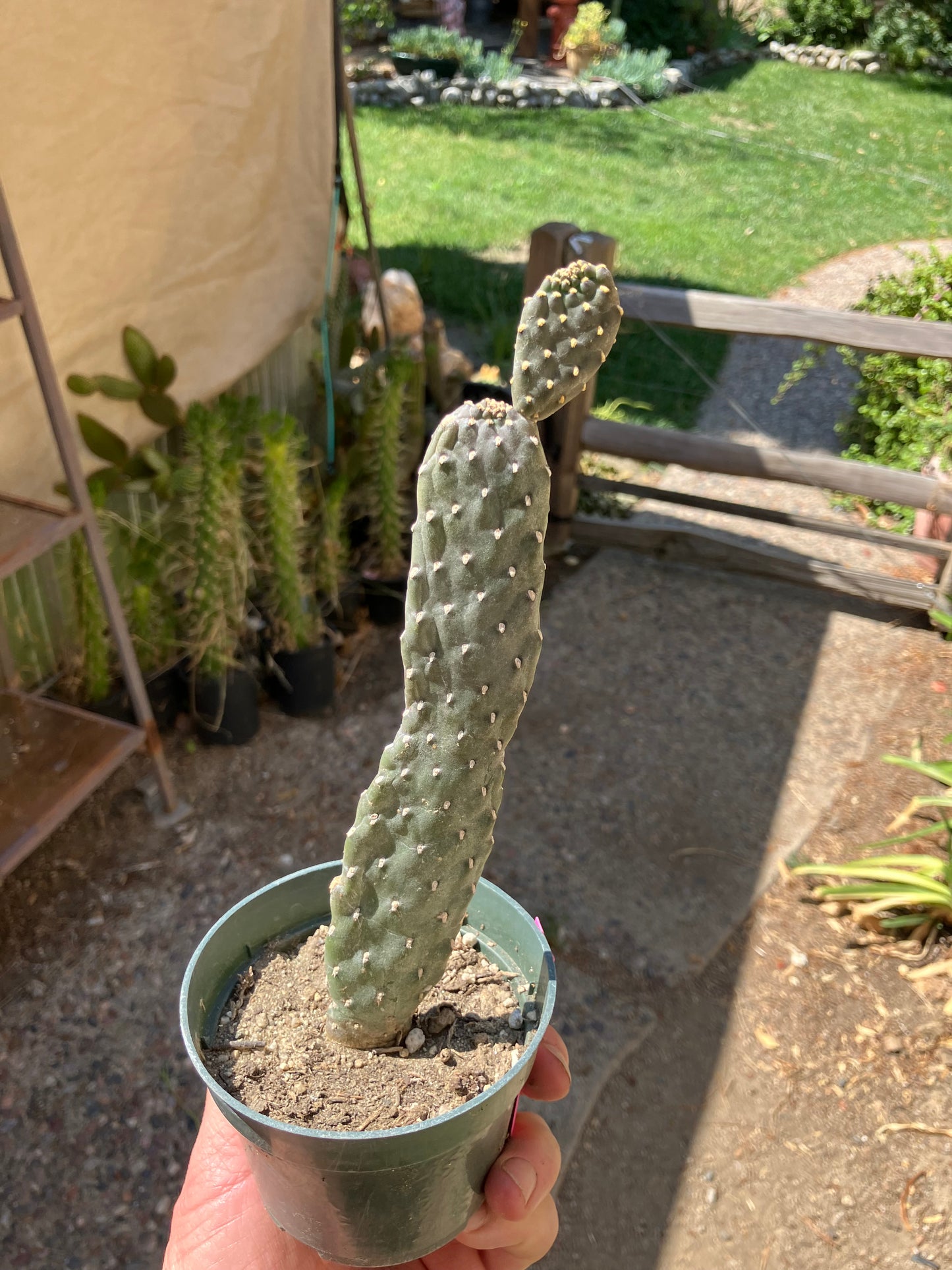 Opuntia Consolea rubescens Road Kill Cactus 10"Tall