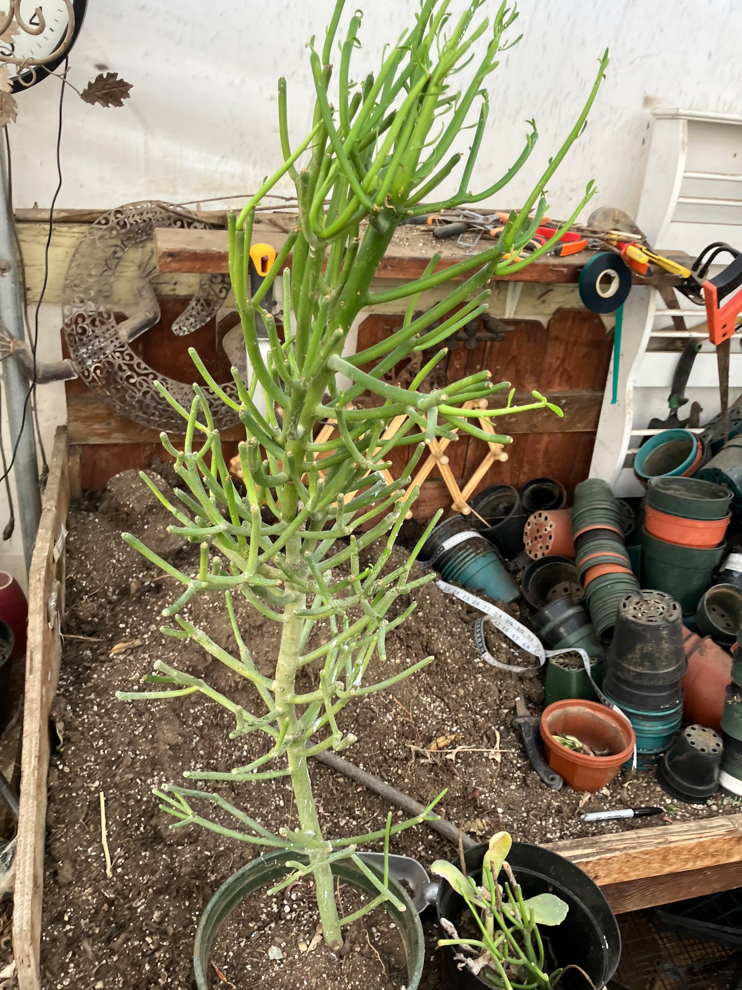 Euphorbia tirucalli Fire Stick 36"Tall 11"Wide #7G