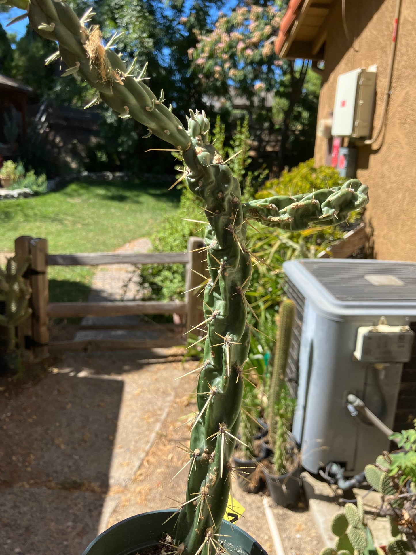 Cholla Cylindropuntia  Buckhorn  Cactus 10”Tall #47Y